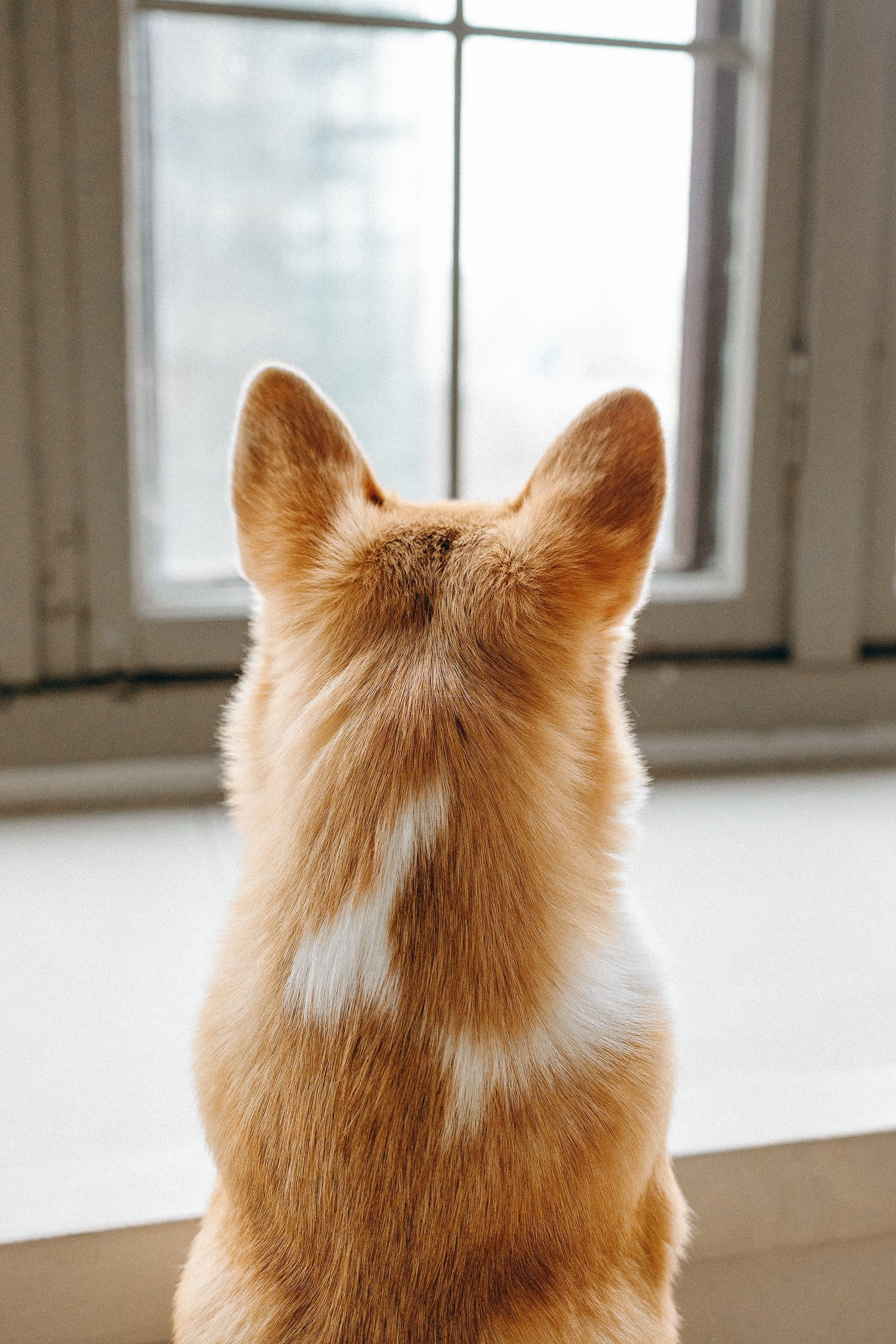 Семья с корги. Фотограф. Фотограф-анималист. Москва