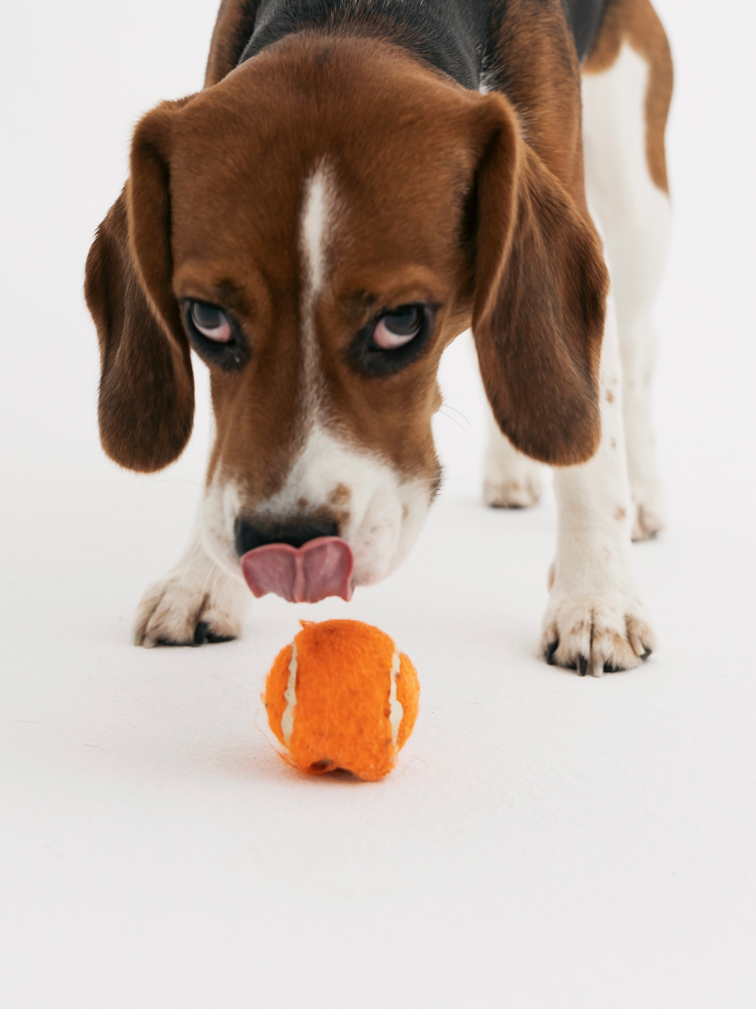 Биглемания. DRIPSTOCK MAG