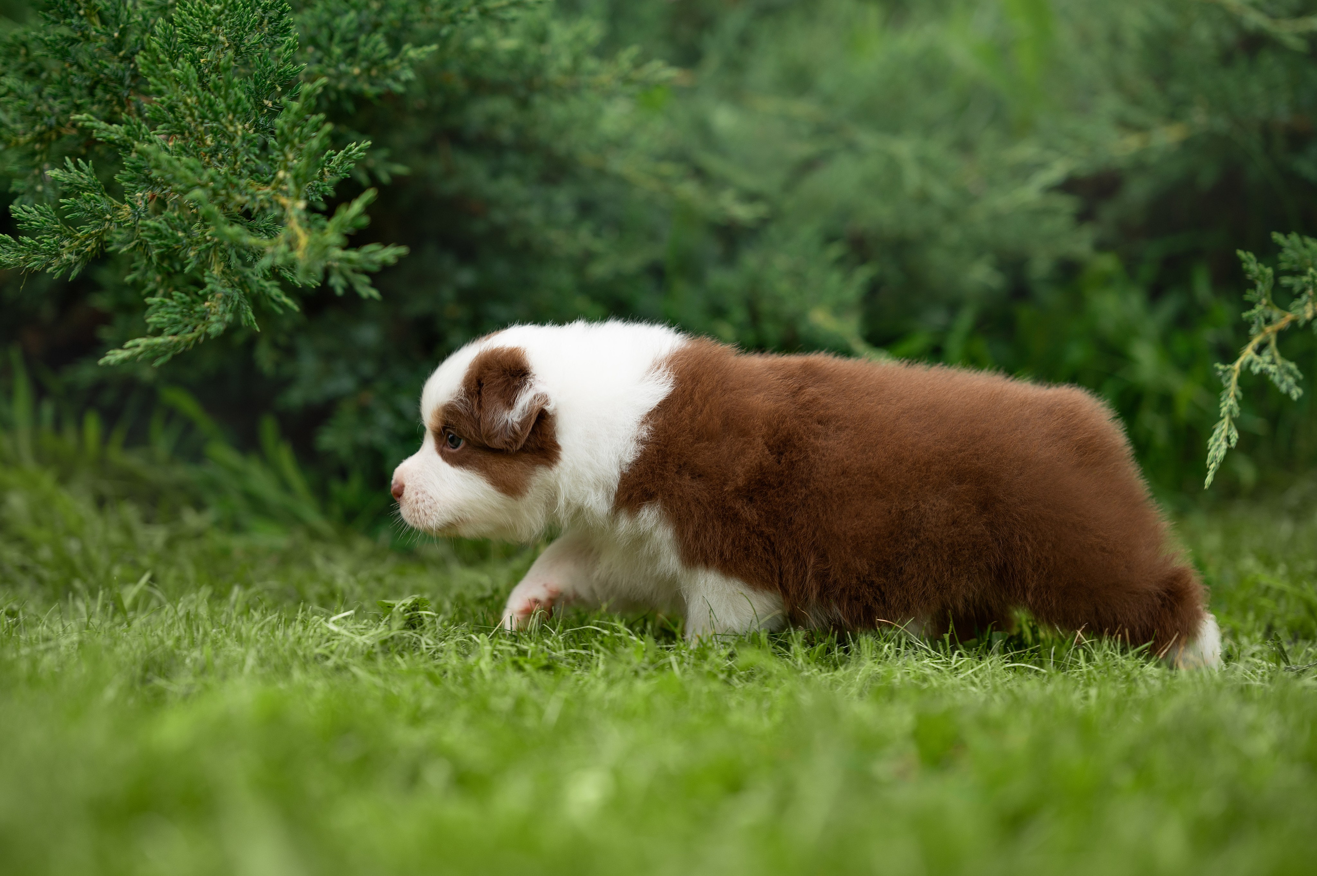 Заводчик Елизавета Степанова. Творческий фотограф Вологда