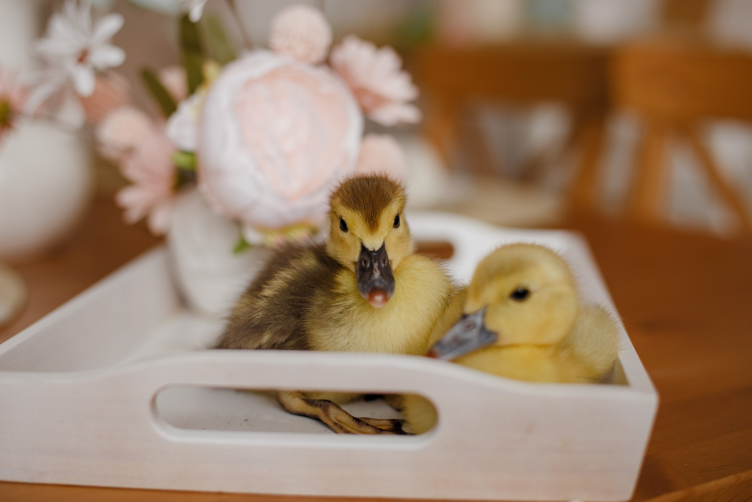 Утятки 25.03.24. Свадебный фотограф Санкт-Петербург  Москва