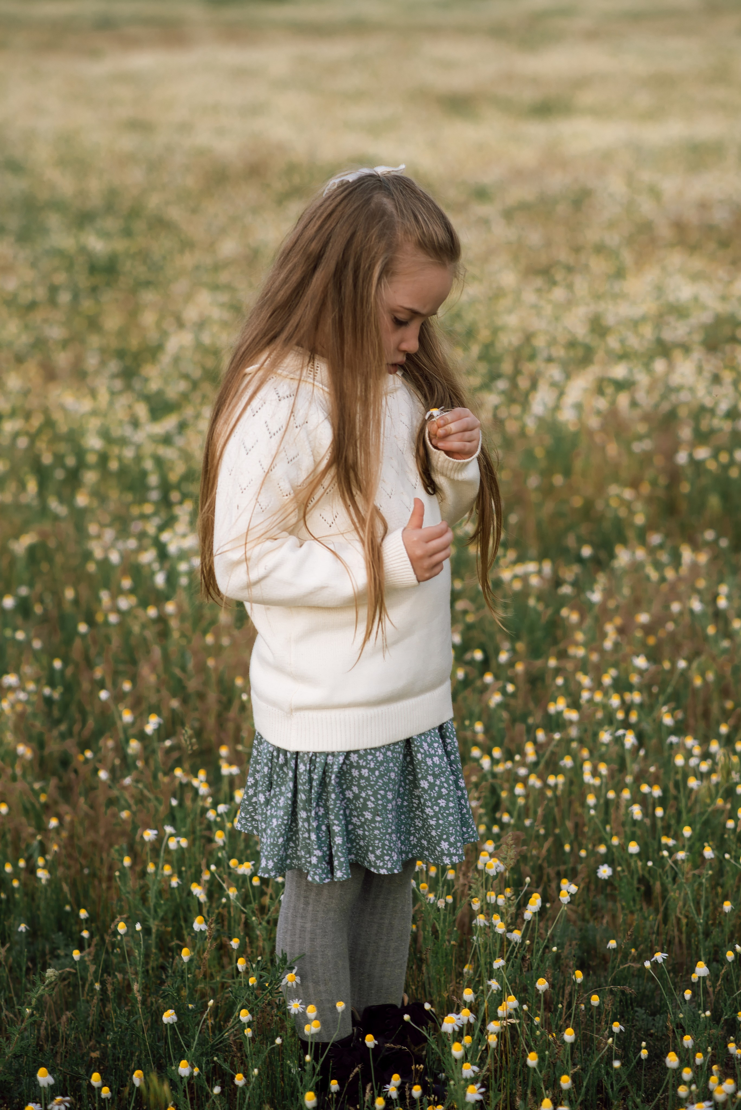 Ромашковое поле, полное любви. Главная