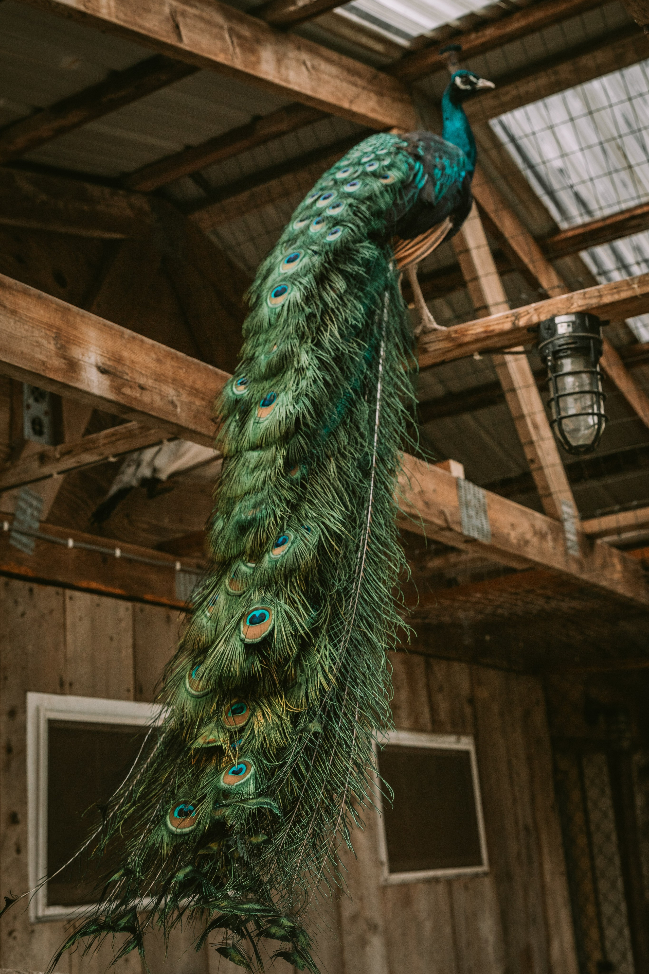 Session at the client’s home. Family photographer in Eastern Pennsylvania, Inna Nairn