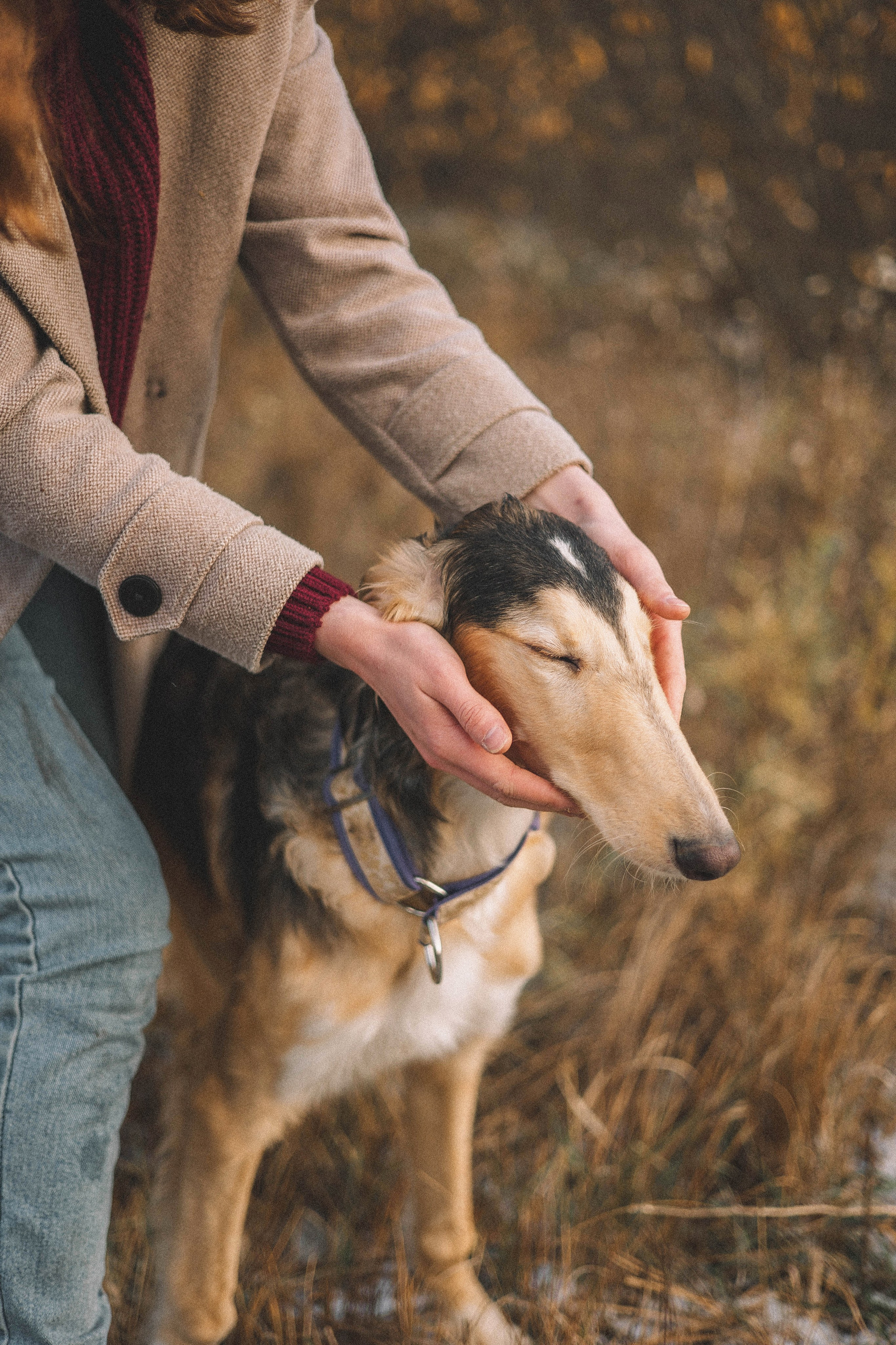 Алена, Леви и Микаса. Фотограф-анималист Богданова Полина
