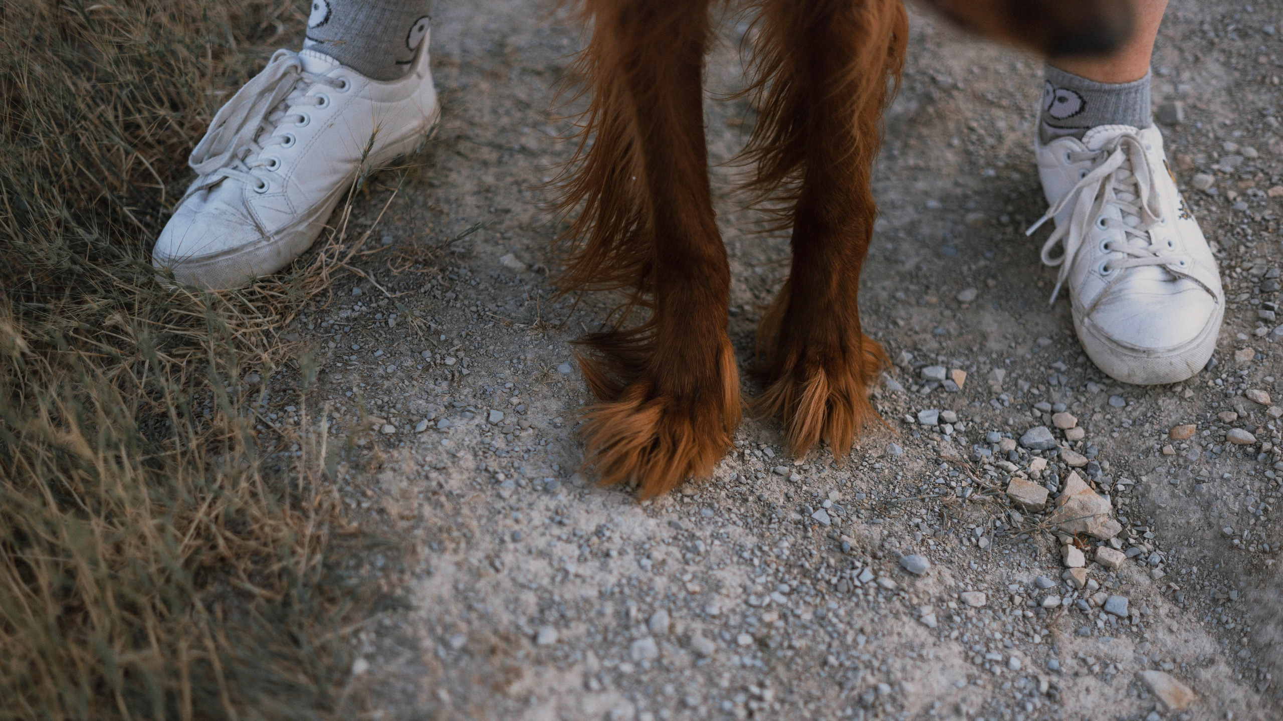 Ольга и Шеймас. Фотограф-анималист Богданова Полина