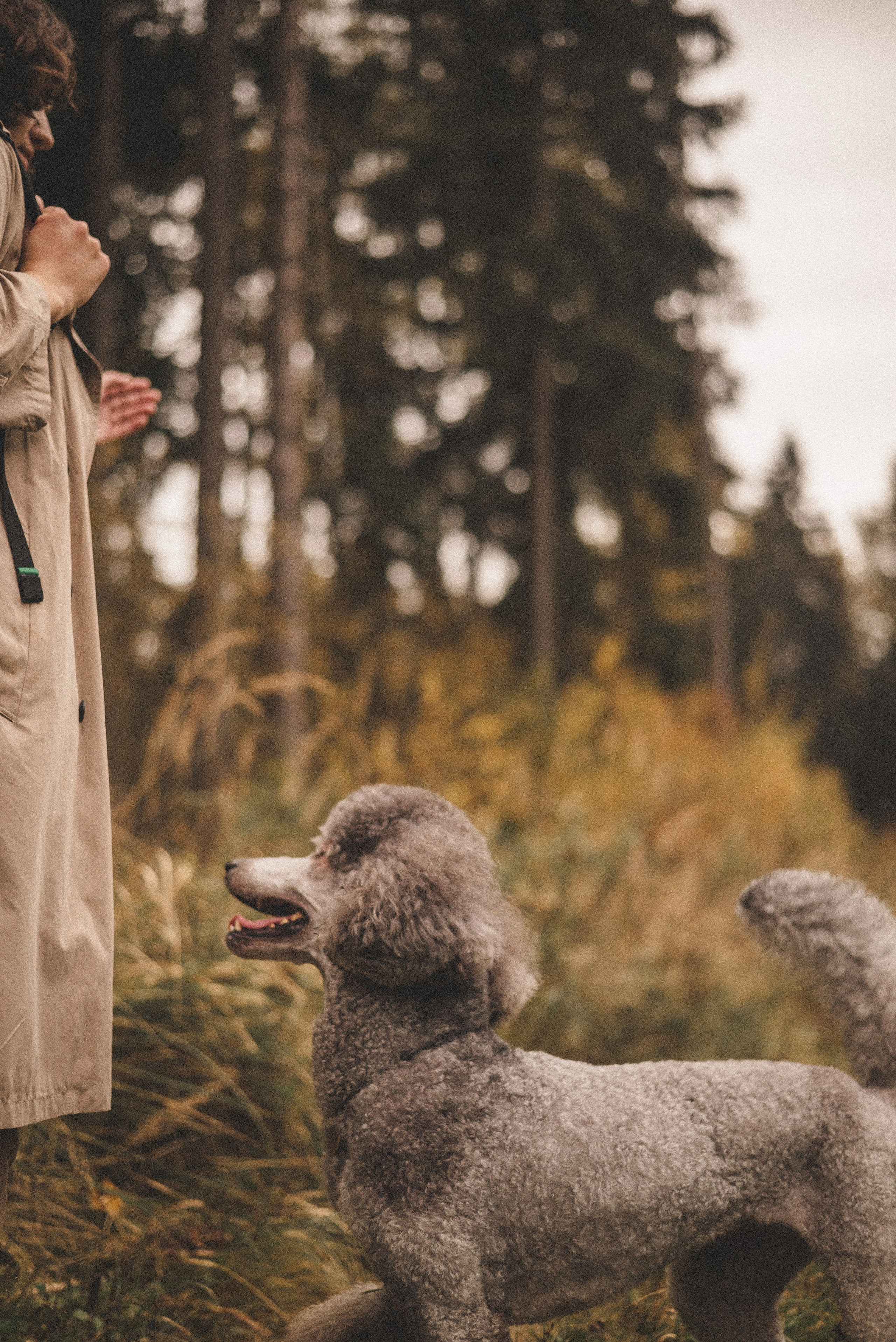 Алёна и Смоки. Фотограф-анималист Богданова Полина