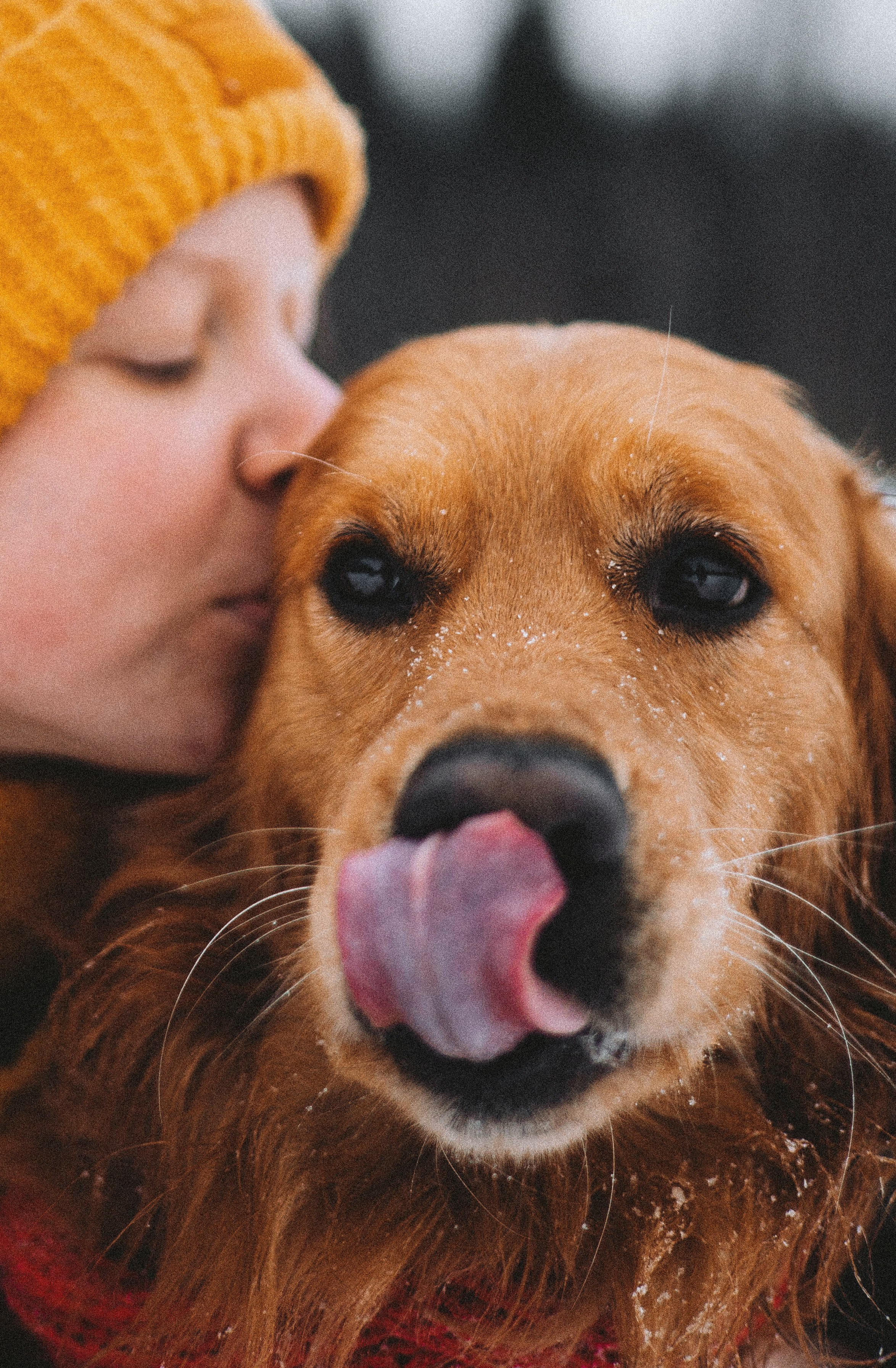 Саша, Юля, Грэй и Джой. Фотограф-анималист Богданова Полина