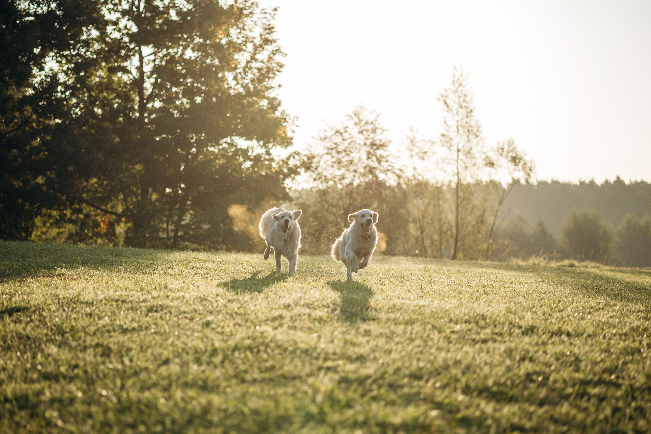 Ирина и ее золотинки. Фотограф — Анималист | Санкт-Петербург