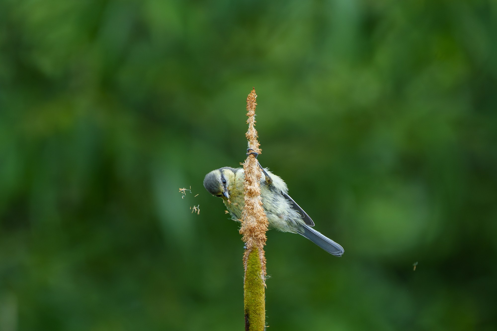 Удивительные мир птиц. Вокруг нас столько прекрасного — присмотритесь!. Ваш личный фотограф Марина Волкова