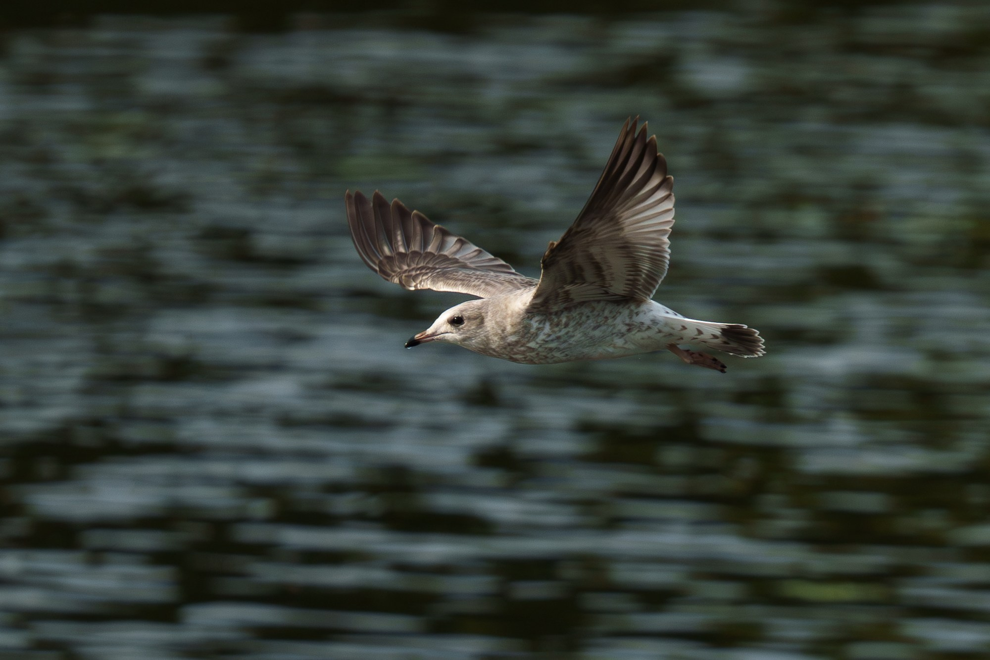 Удивительные мир птиц. Вокруг нас столько прекрасного — присмотритесь!. Ваш личный фотограф Марина Волкова