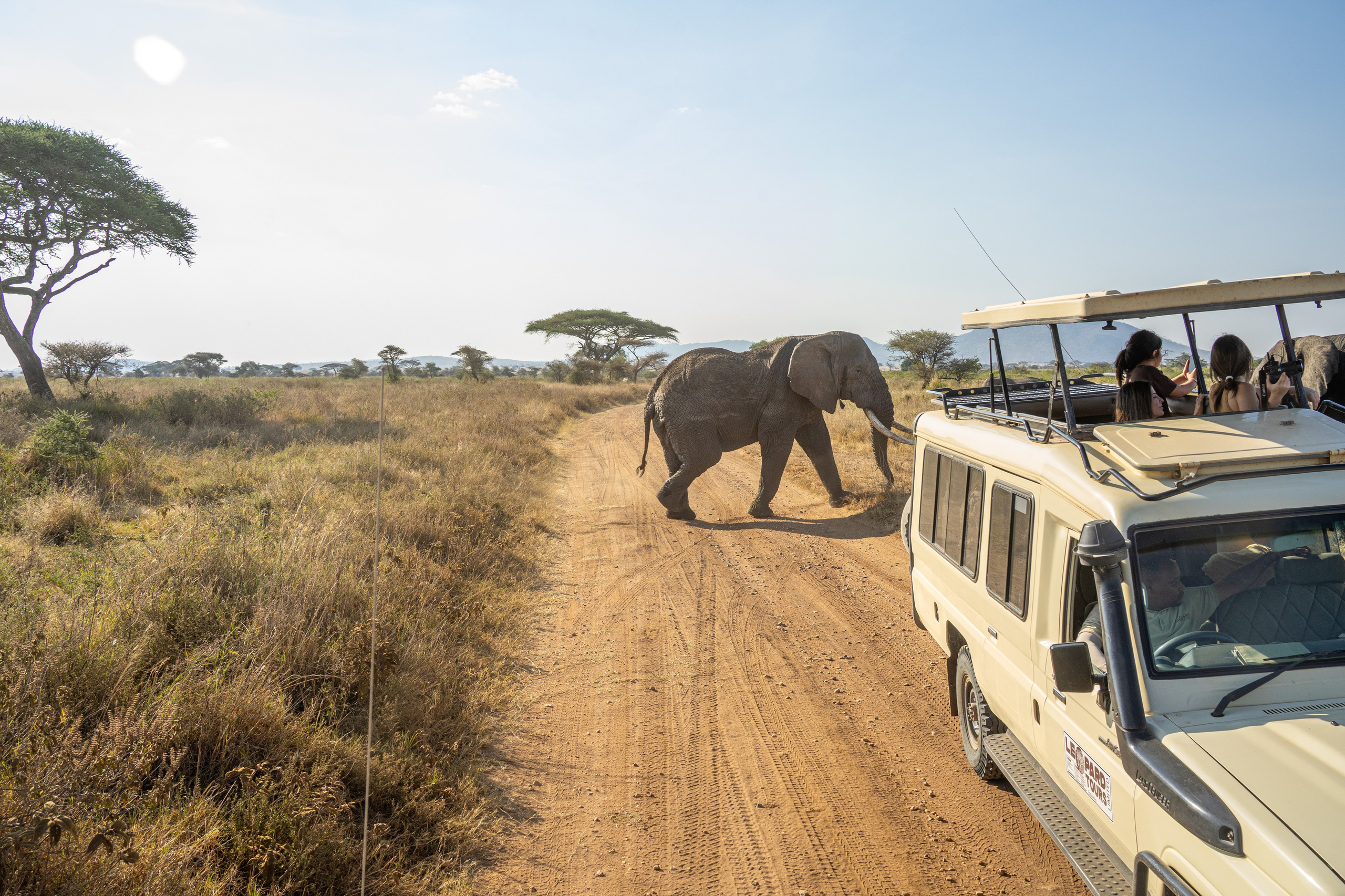Танзания, сафари, 2025. Творческие сьемки