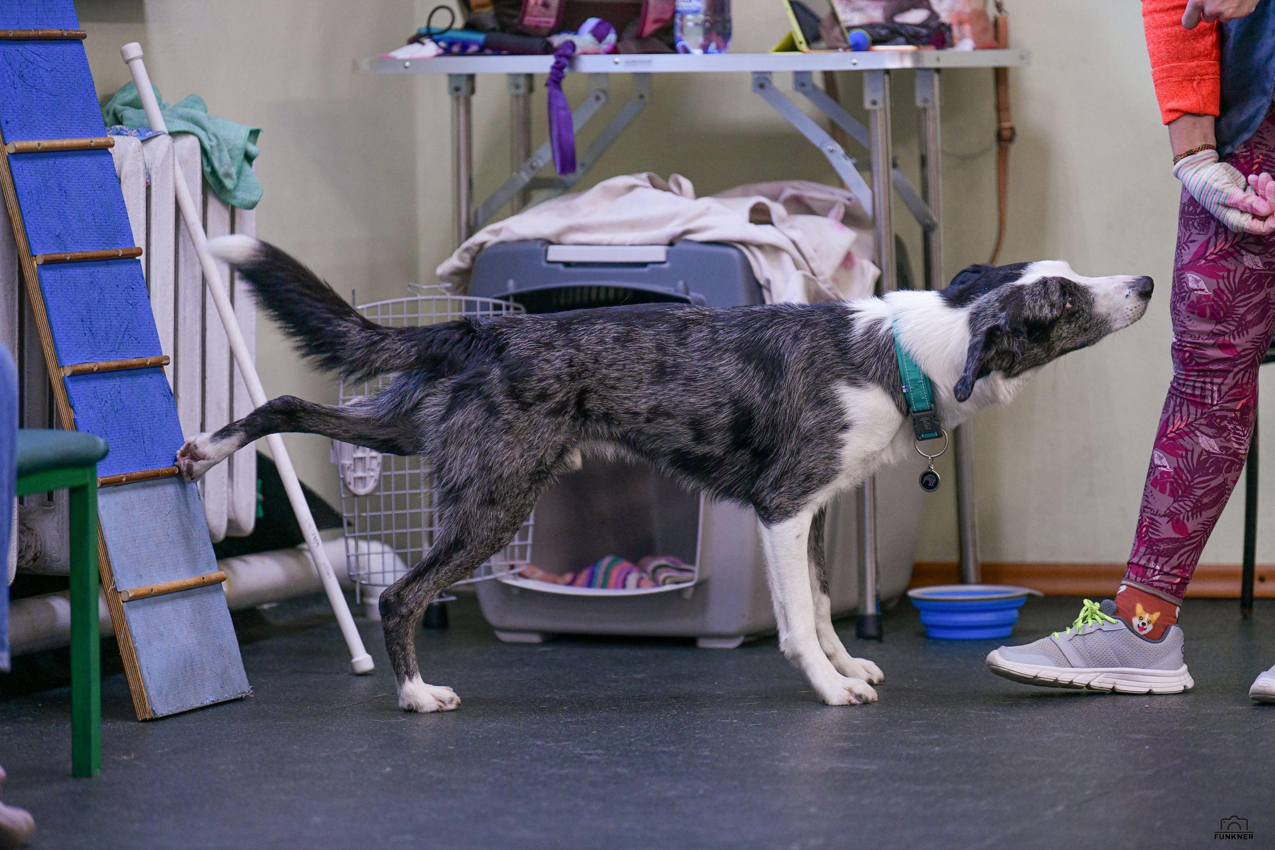 Кинологический клуб «Бодрый хвост». Свой взгляд через объектив