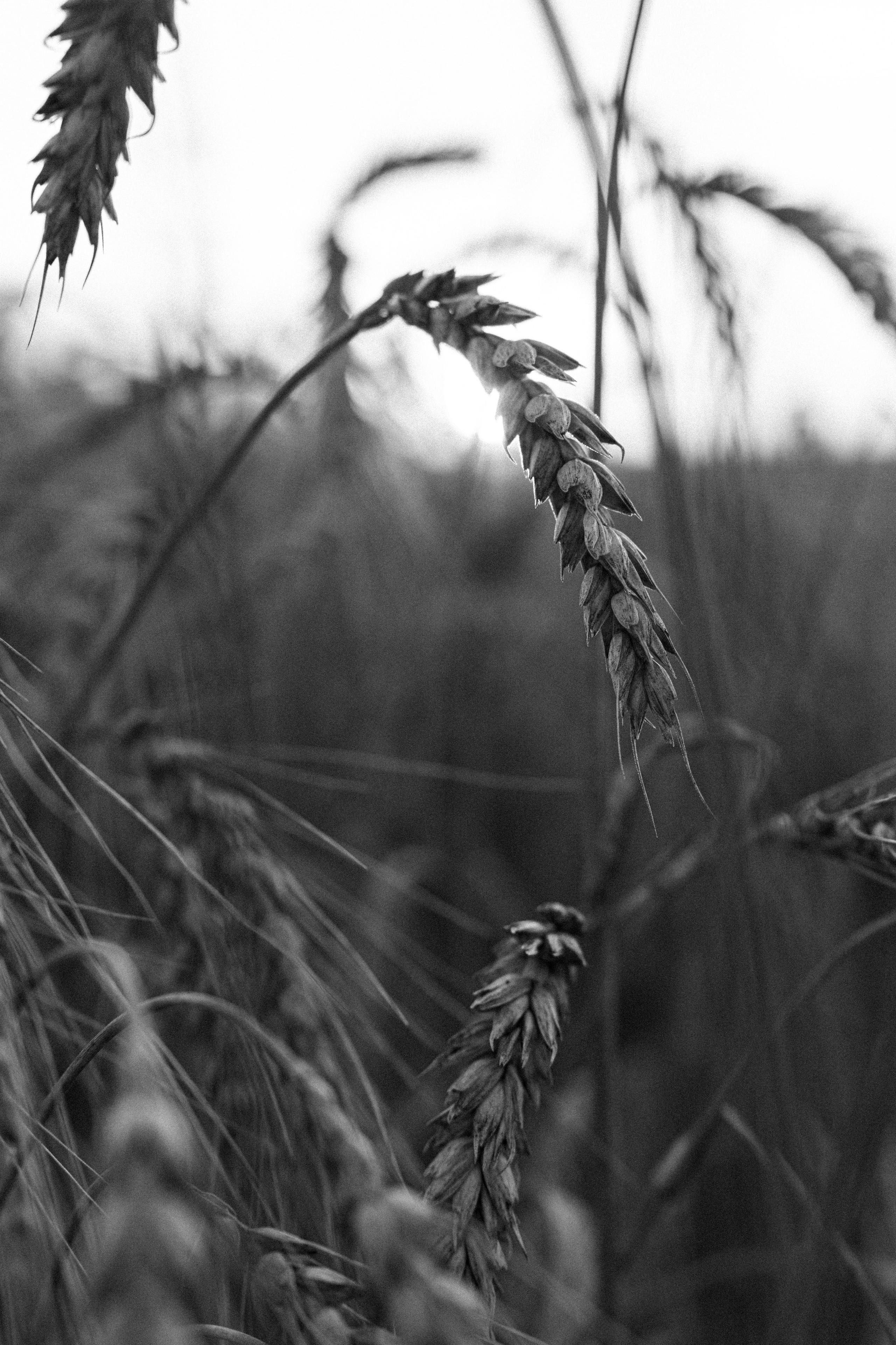 Violin p.2. Безрукова Юлия Art | EVENT Фотограф Москва