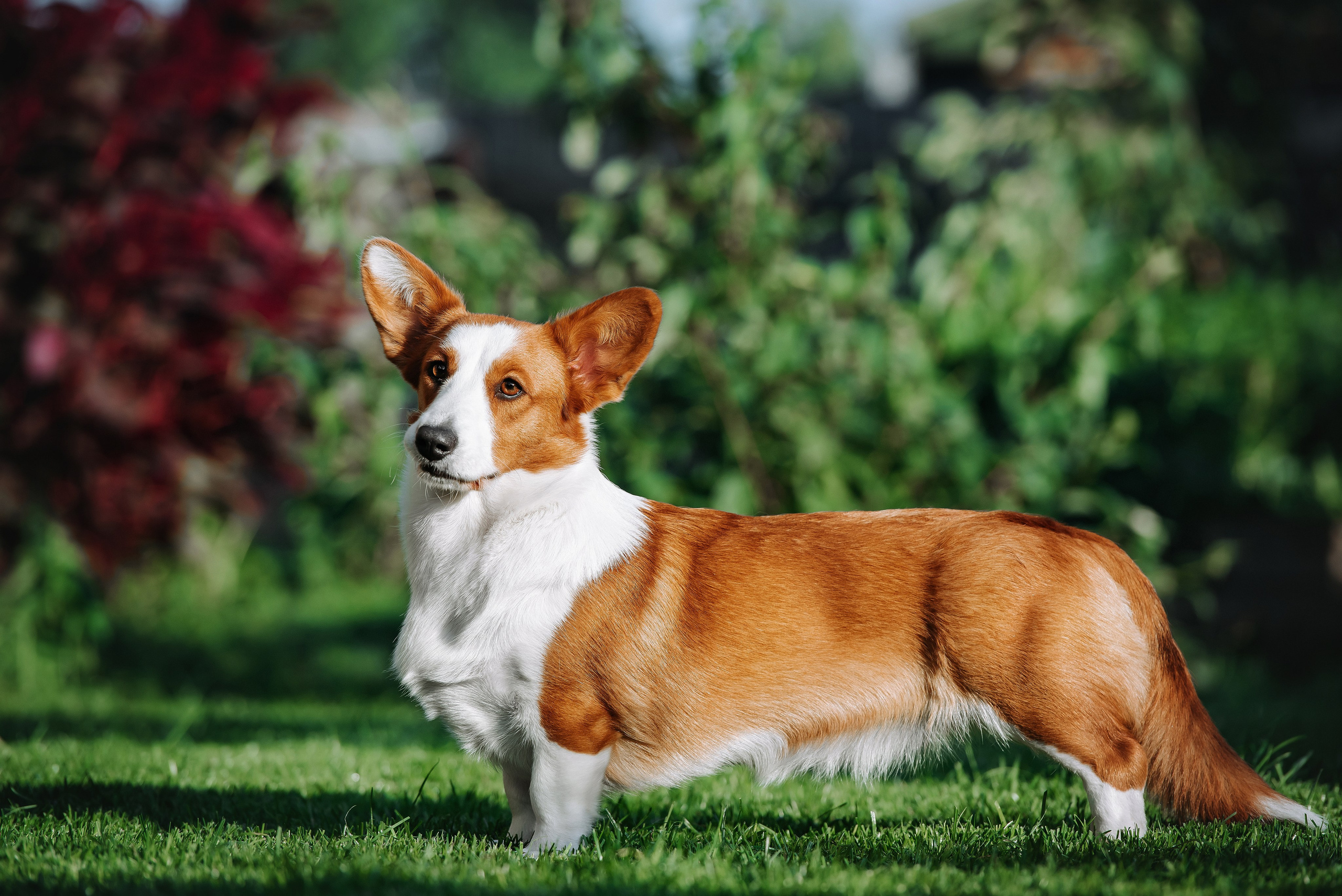 Собаки уличные. Фотограф Диана Оленина Красноярск / Братск