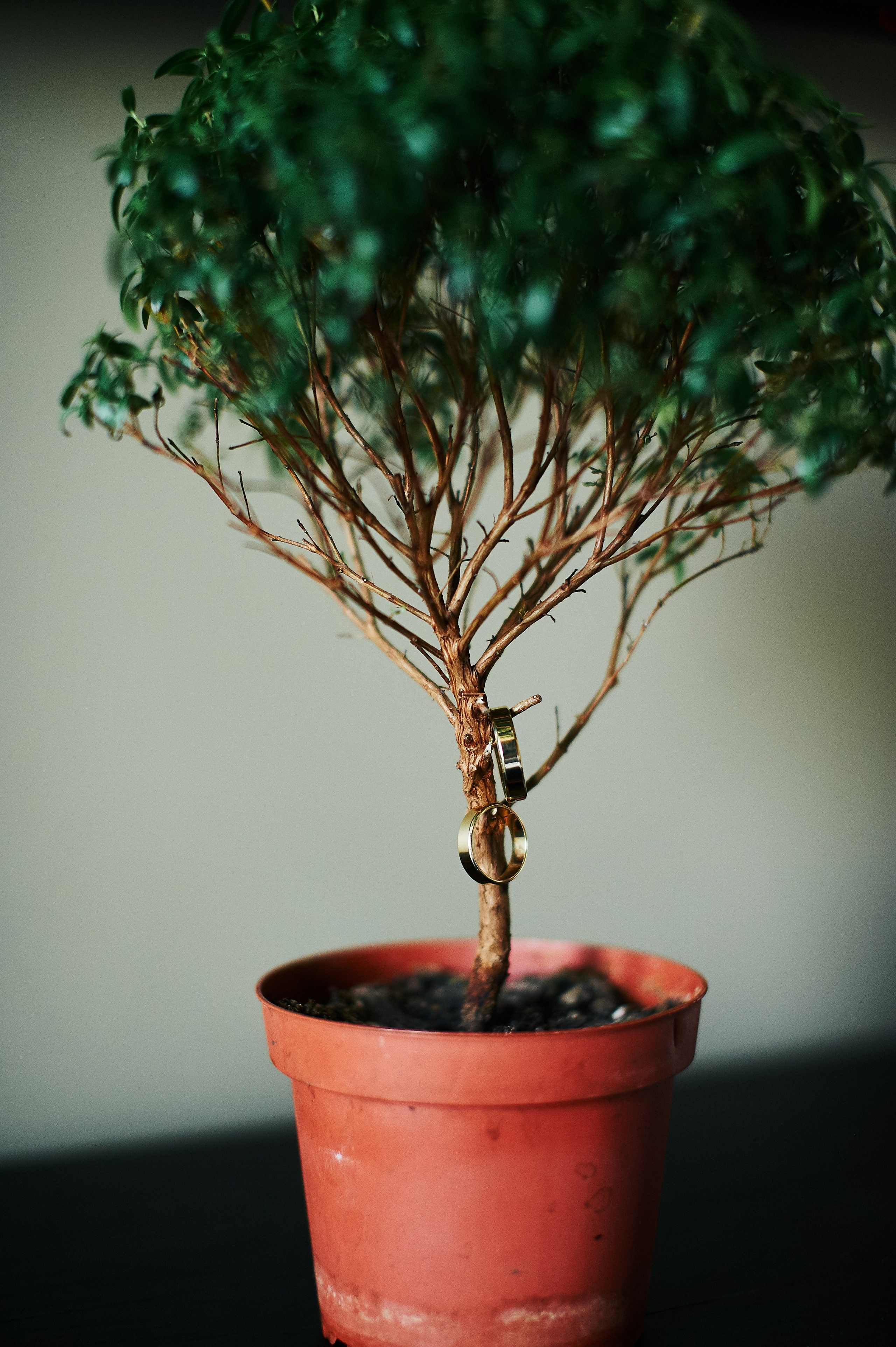 Даня и Мила. Свадебный фотограф в Ростове-на-Дону Владимир Пешков