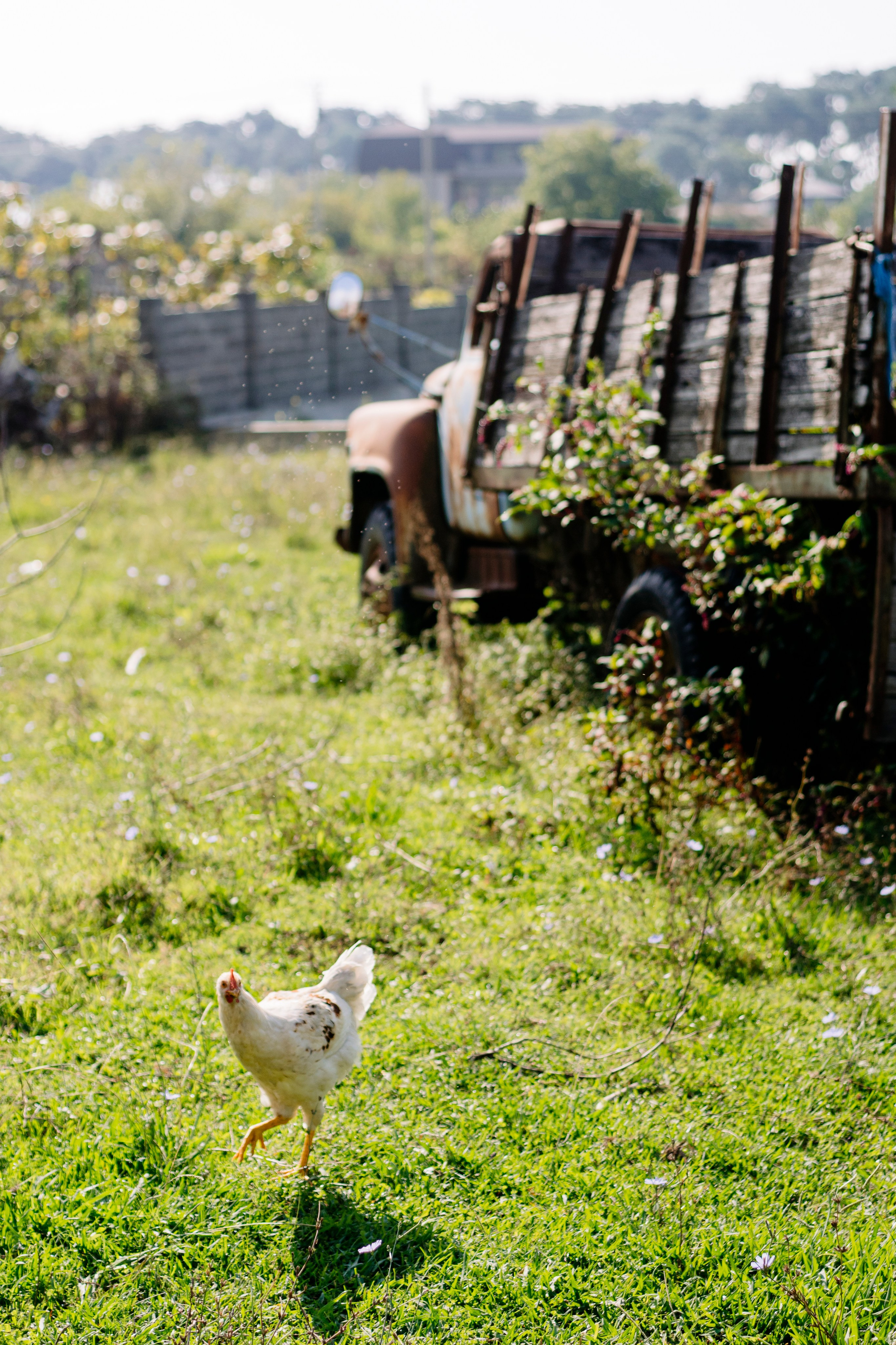 Абхазия. Iraogo