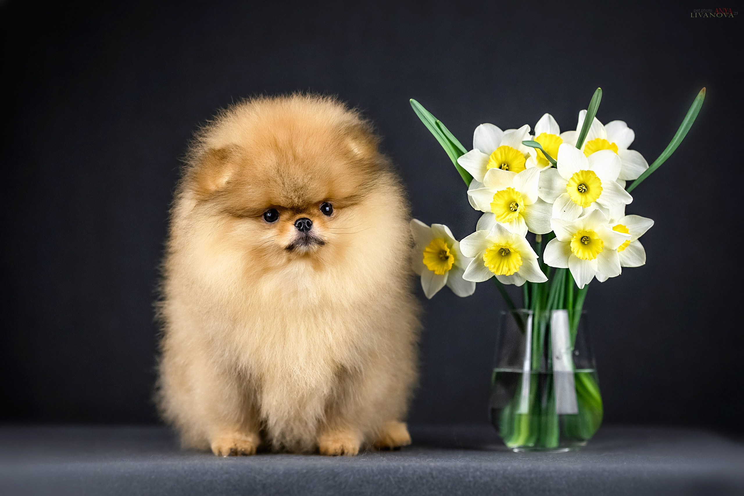 Шпицы. Фотограф анималист Аня Ливанова | Рыбинск
