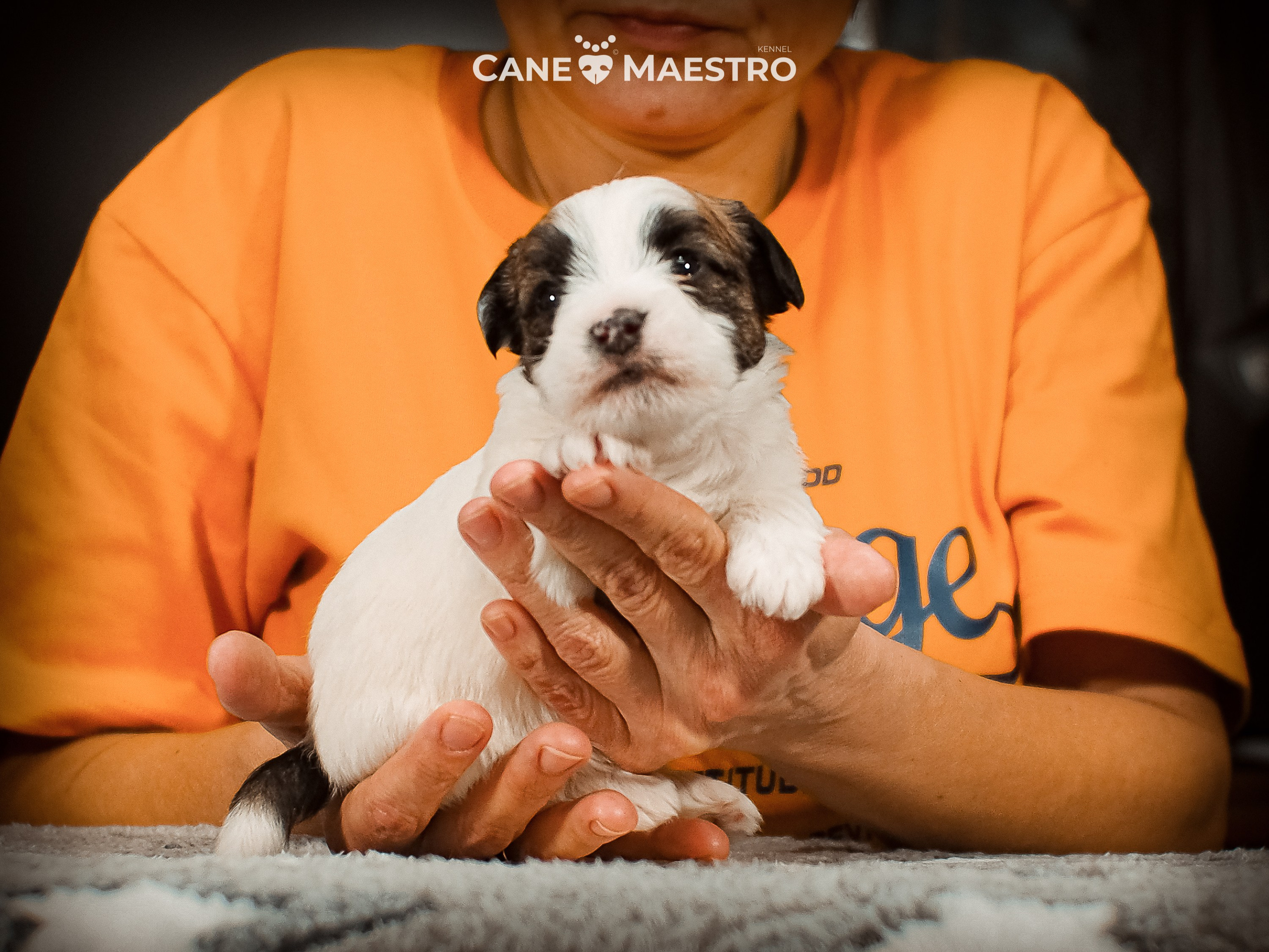 КОБ_ЛИСА_05_01_26. CANE MAESTRO — kennel Jack Russell Terrier