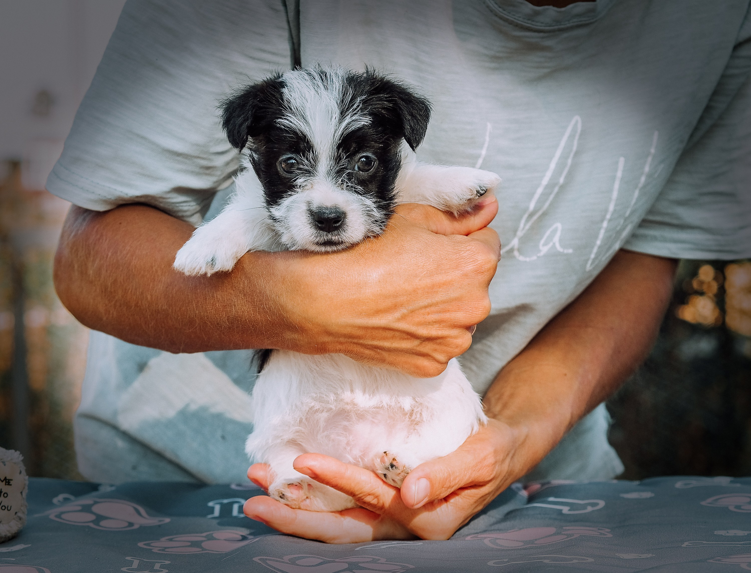X_female1_b_w. CANE MAESTRO — kennel Jack Russell Terrier