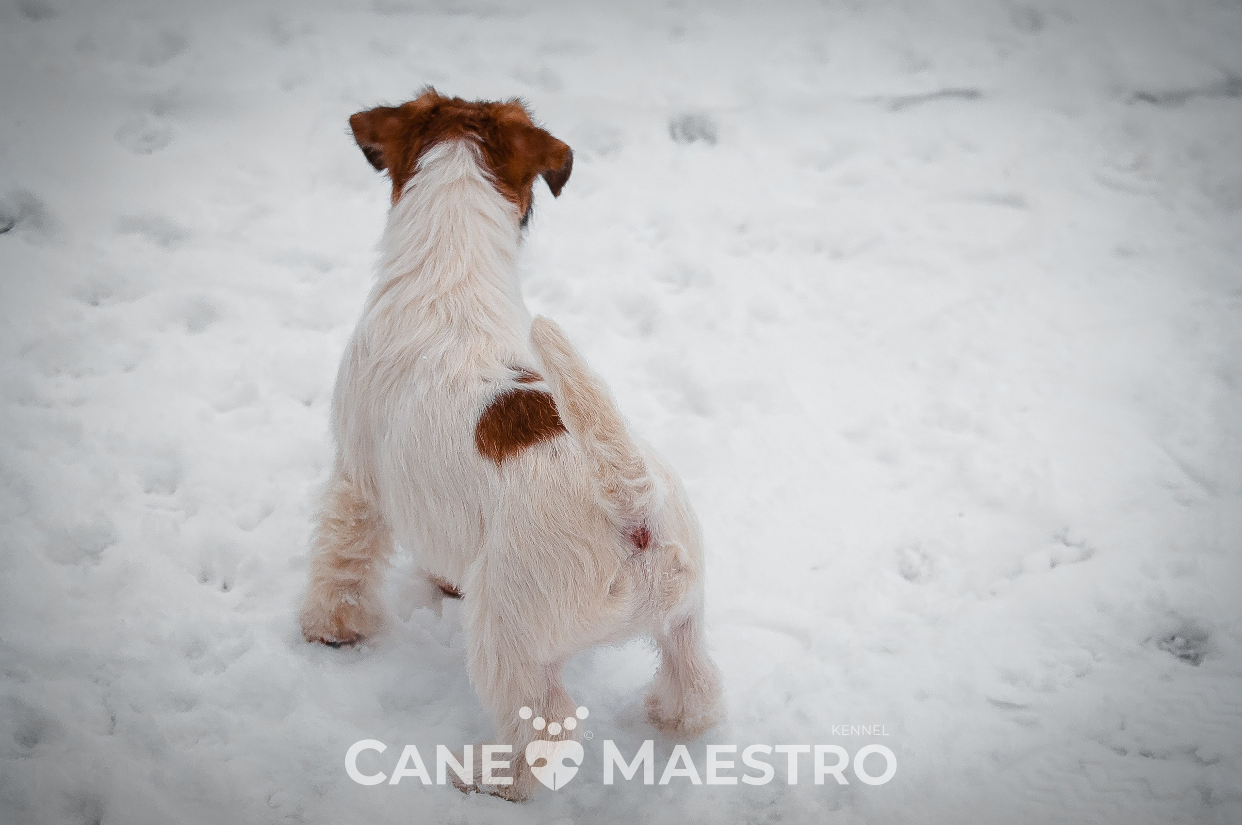 Щенок кобель ДРТ. КАНЕ МАЭСТРО — питомник Джек рассел терьеров