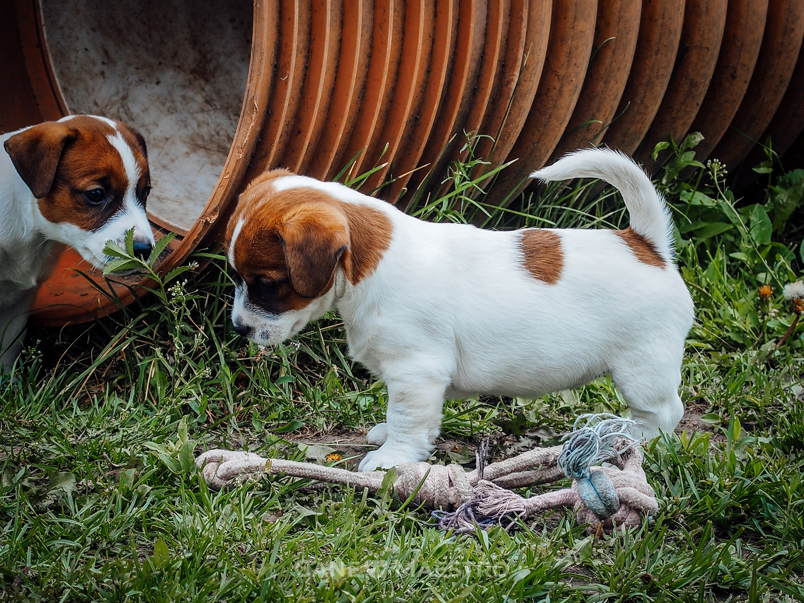 Ш_FEMALE_SHIZGARA. CANE MAESTRO — kennel Jack Russell Terrier