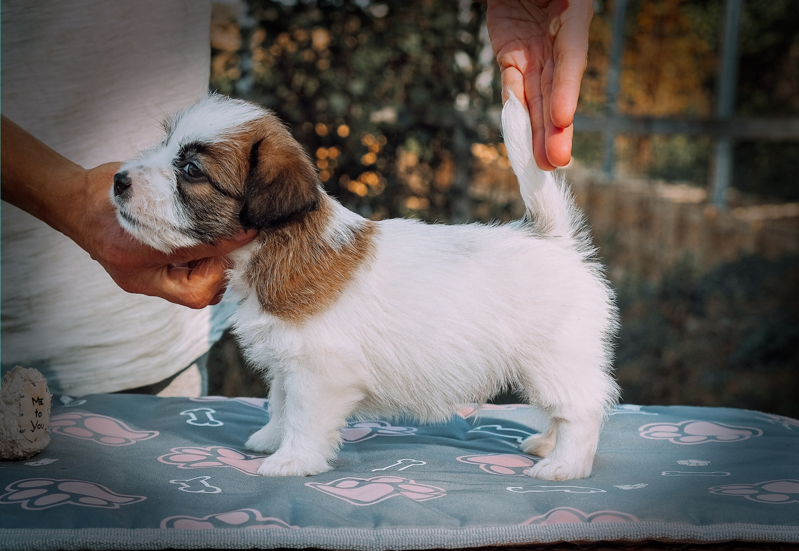 X_MAL_3_БРЫЖ. CANE MAESTRO — kennel Jack Russell Terrier