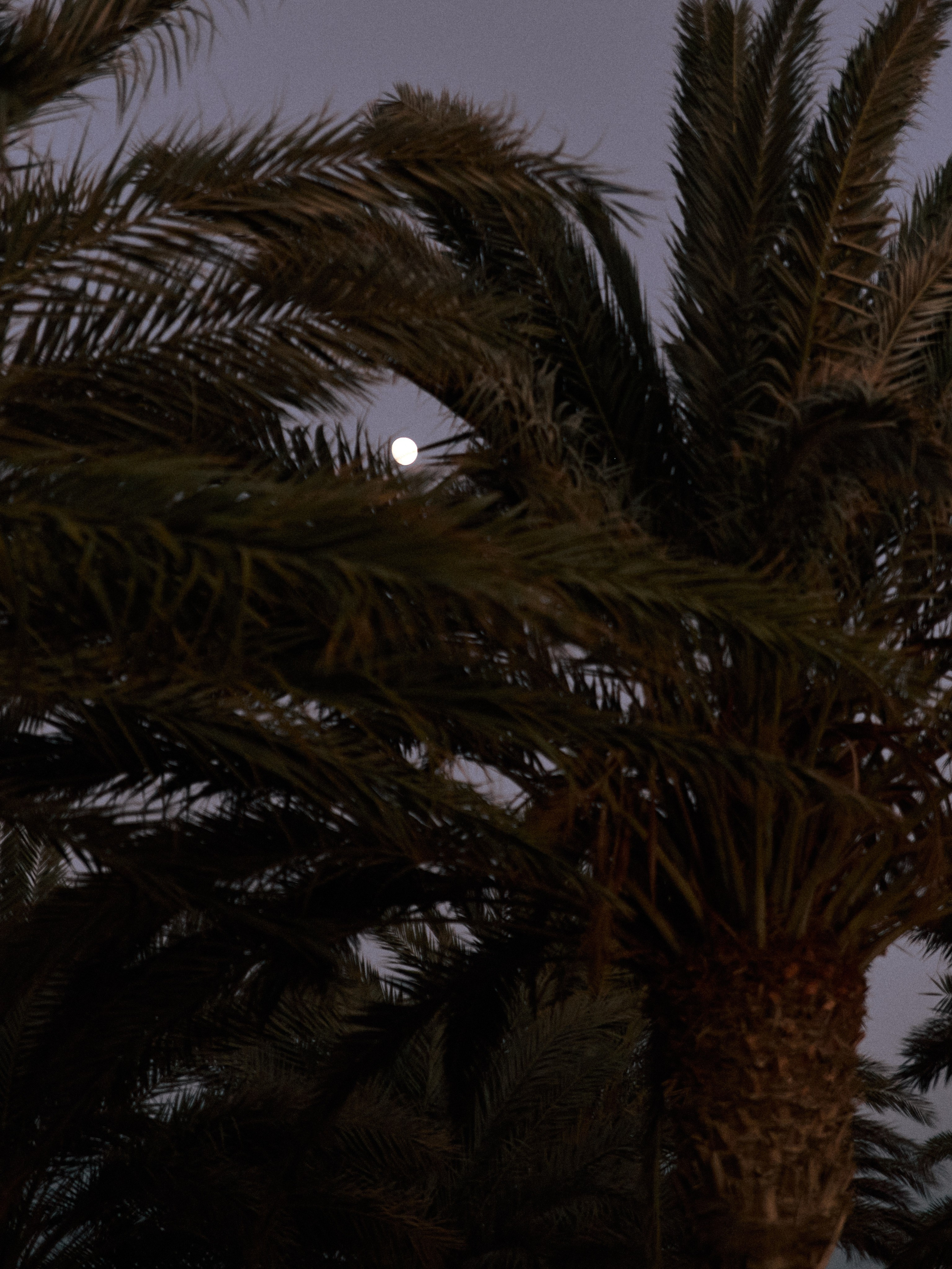 Диптих. Jorgis — фотограф в Хургаде / обучение фотографии