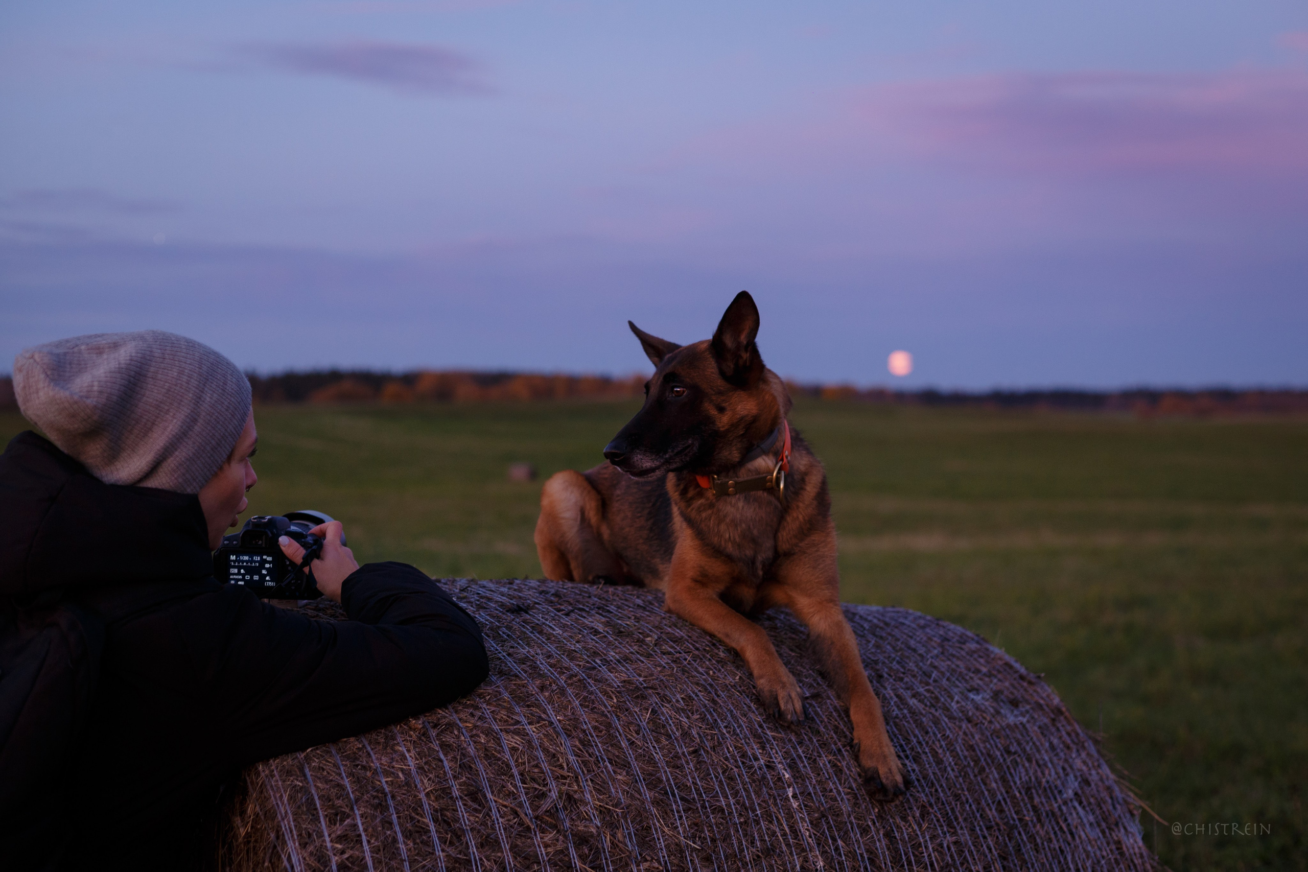 Октябрьский закат в полях. Алина и Лео. Фотограф-анималист Наталия Чистюхина в г. Сосновый Бор и ЛО