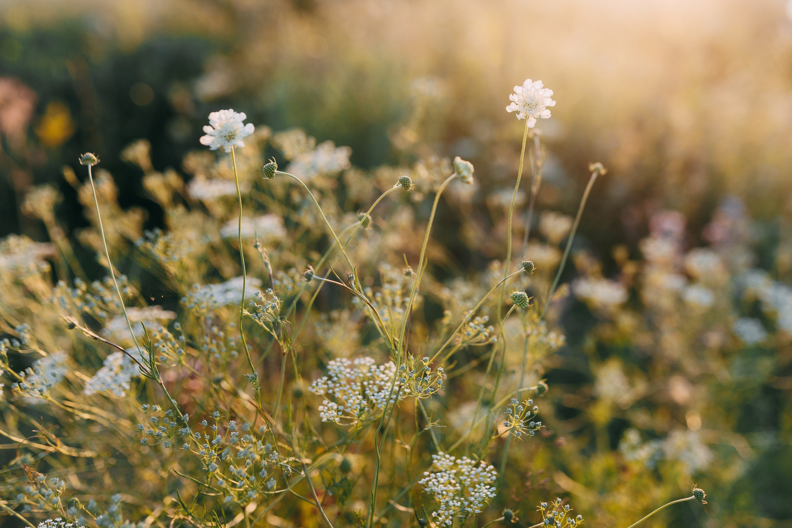 Элли и Лёша. Алена Бадамшина — свадебный фотограф Воронеж / Москва