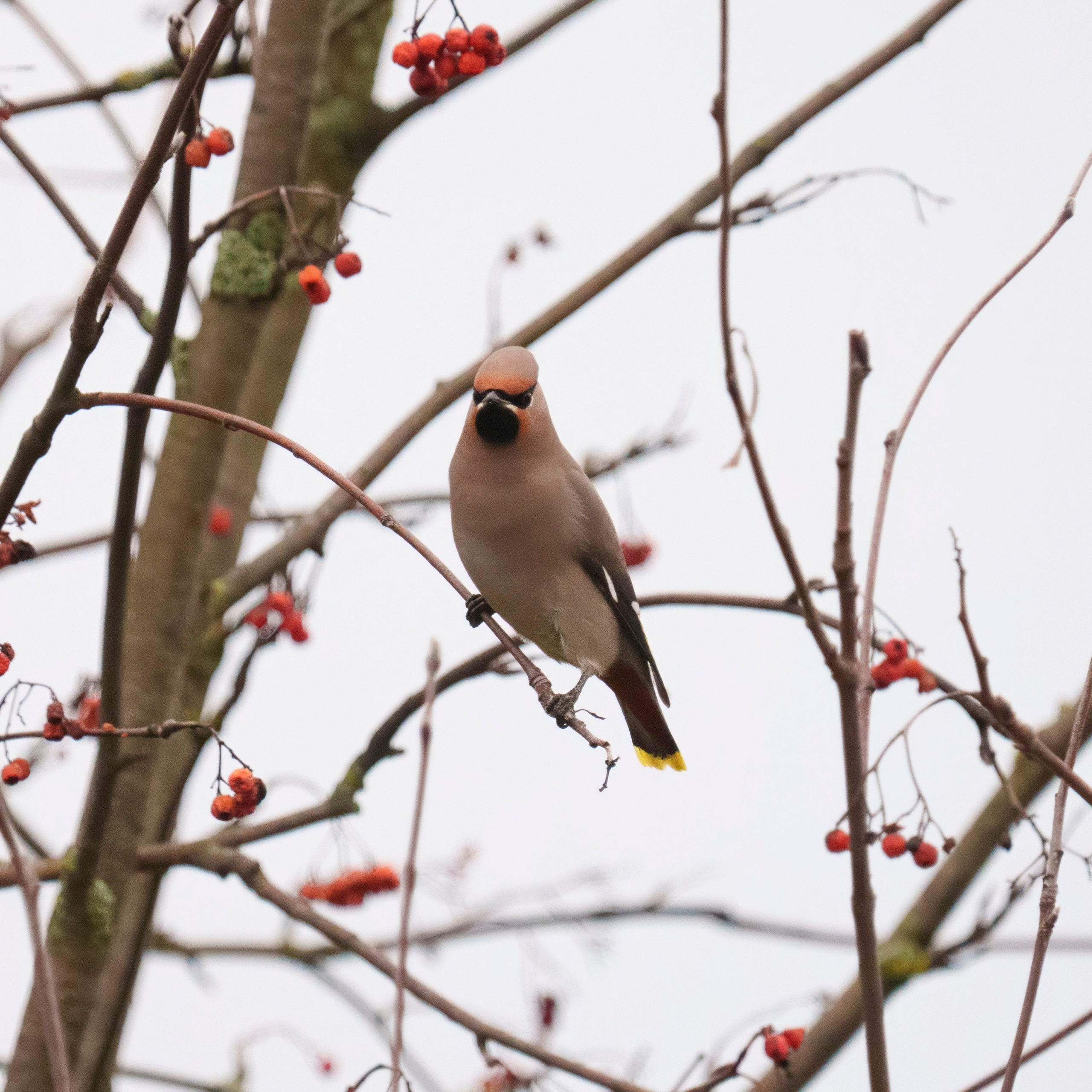 Animals — Животные