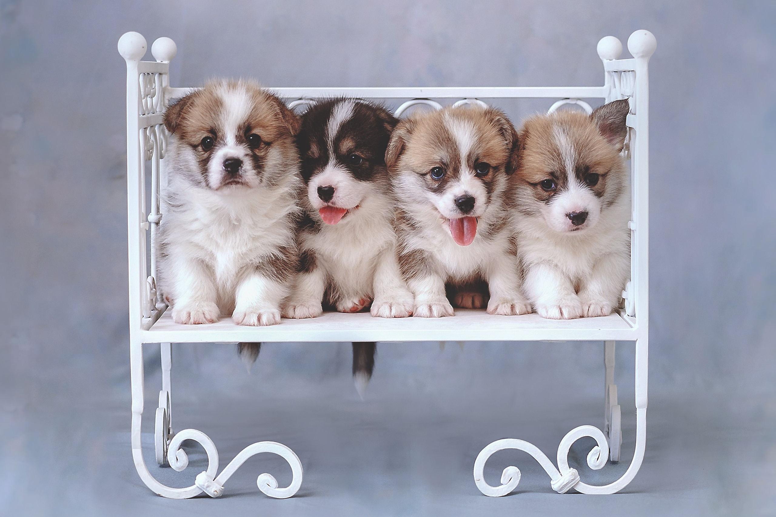 Фотосессия животных в Ижевских, фотограф животных. Детский, семейный фотограф в Ижевске и Москве Аксинья Лысенкова ADEN