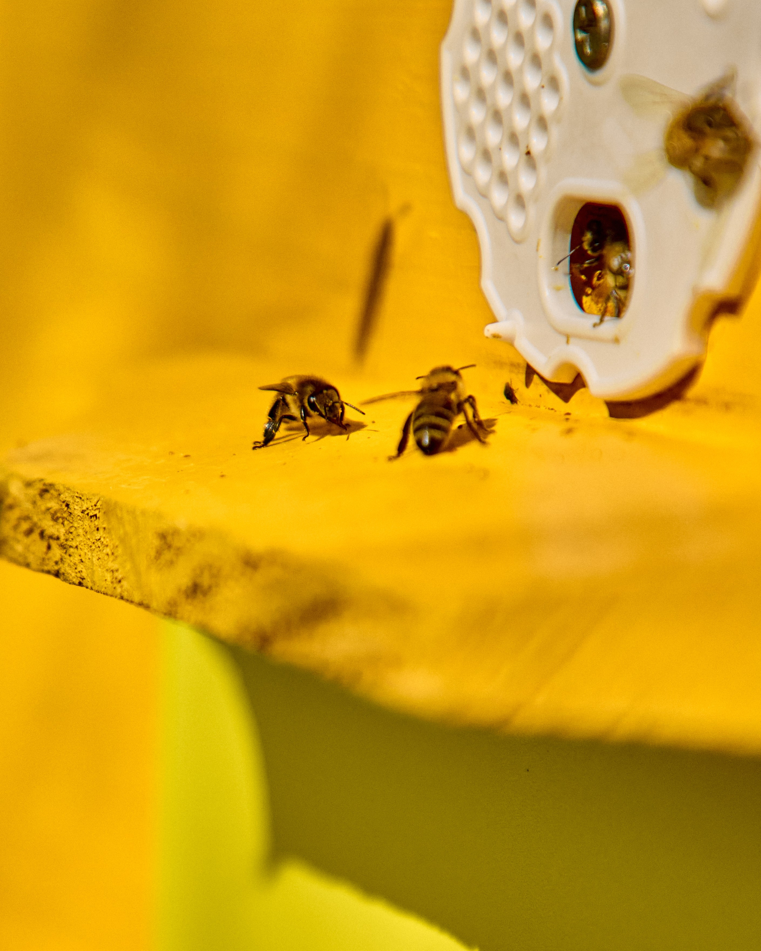 Пчелошеринг х пасека в г. Чебоксары. Святослав Лебедев | Рекламный фотограф — Коммерческая съемка, Арт-дирекшн, AI-интеграция