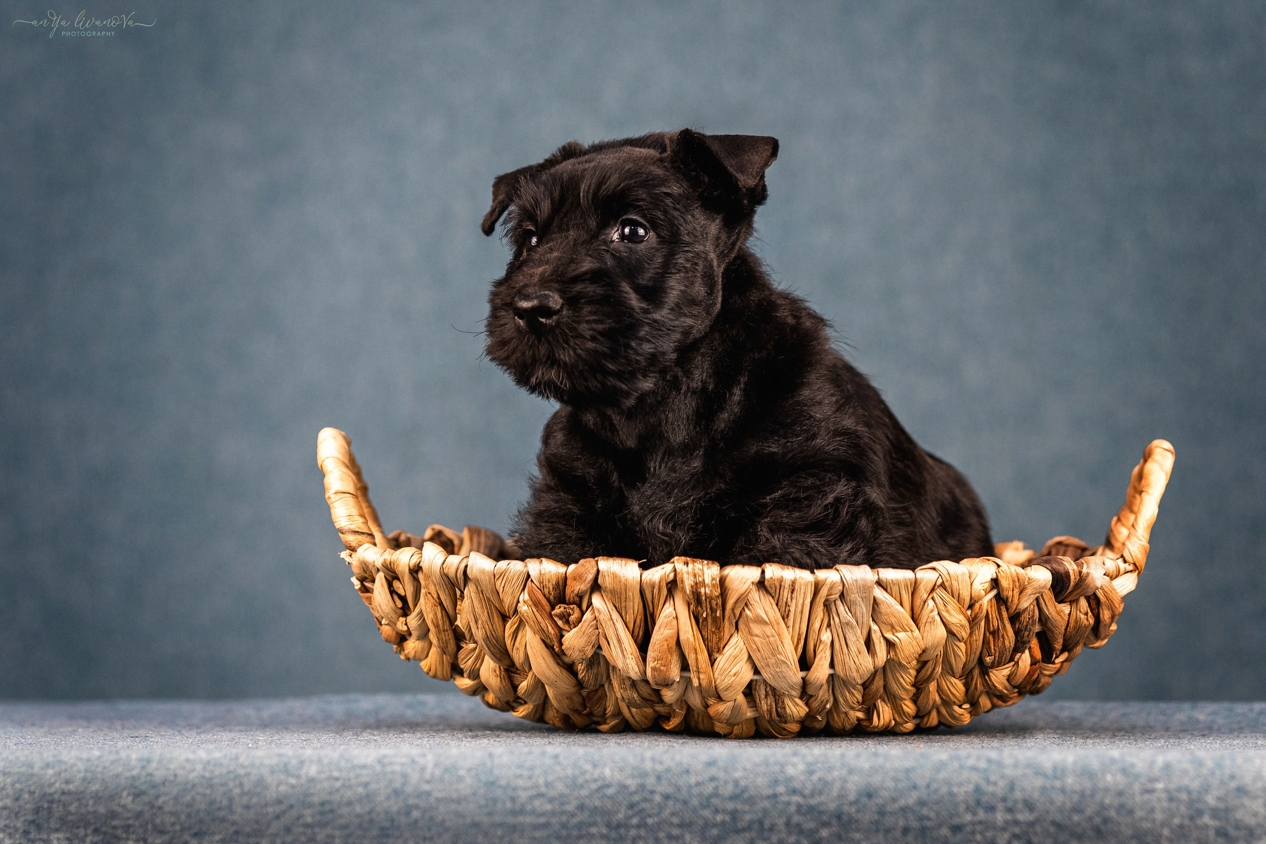 Скотти. Фотограф анималист Аня Ливанова | Рыбинск