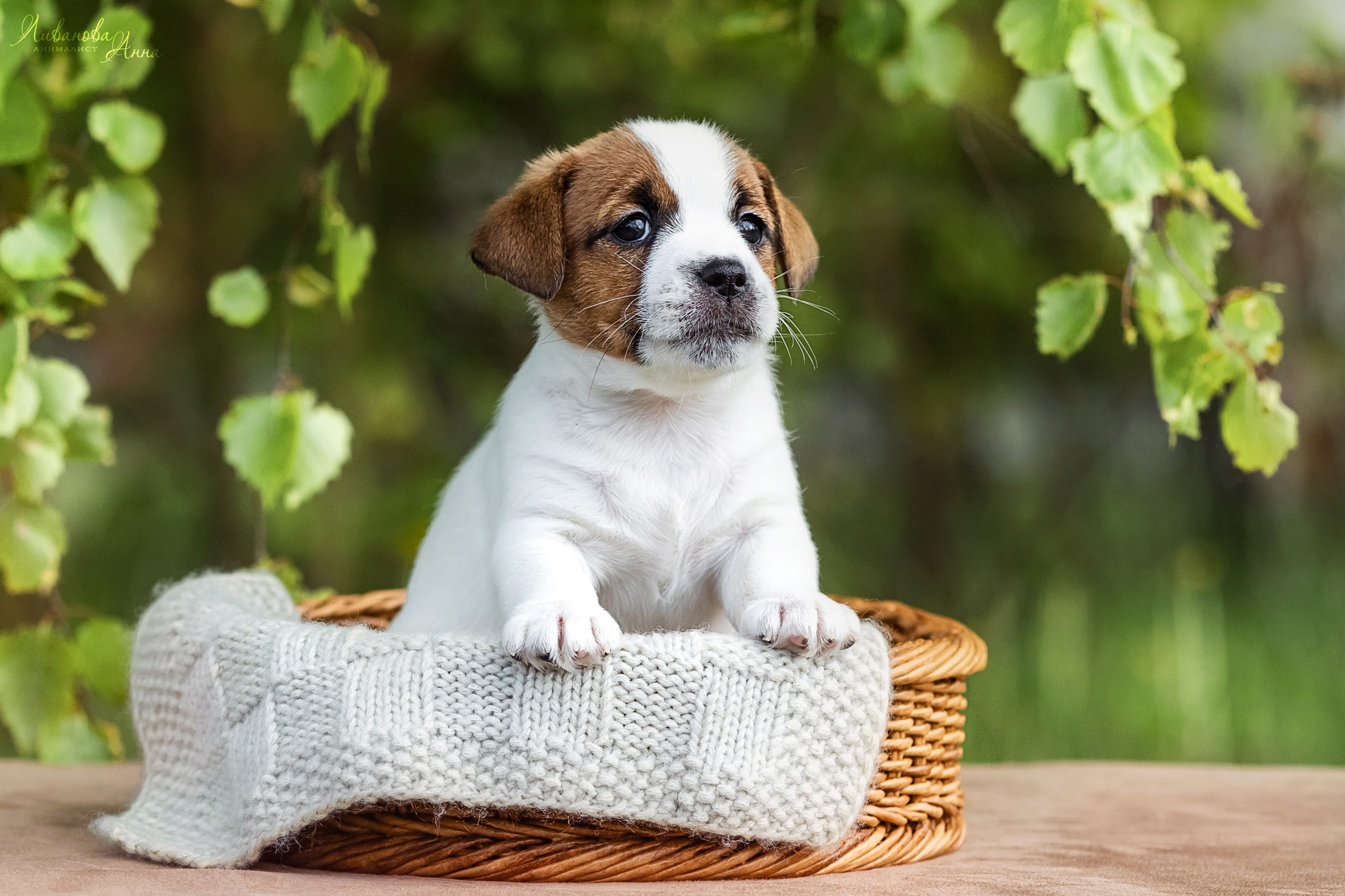 Джеки. Фотограф анималист Аня Ливанова | Рыбинск