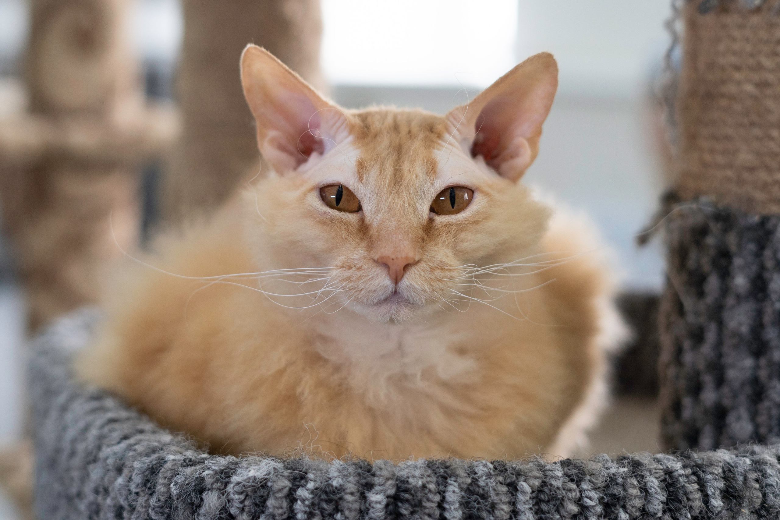 Бездомыши. Фотограф Екатерина Зорина