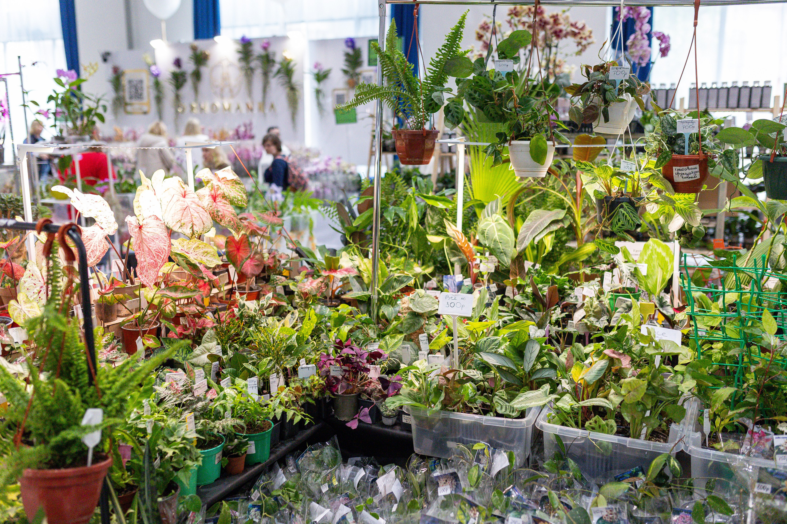 Орхидиум май 2025. Александра Куликова фотограф, Москва