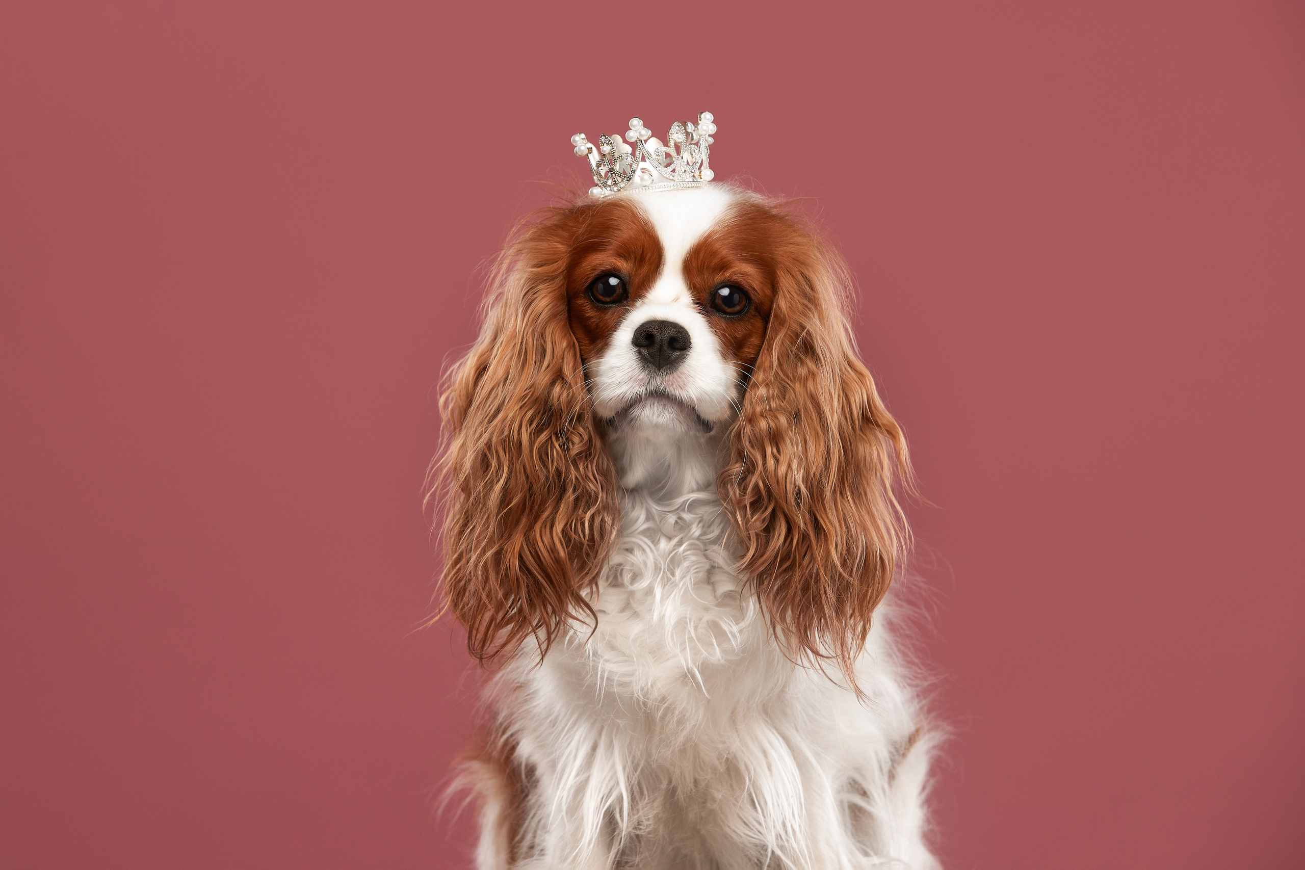 Кавалер кинг чарльз спаниель