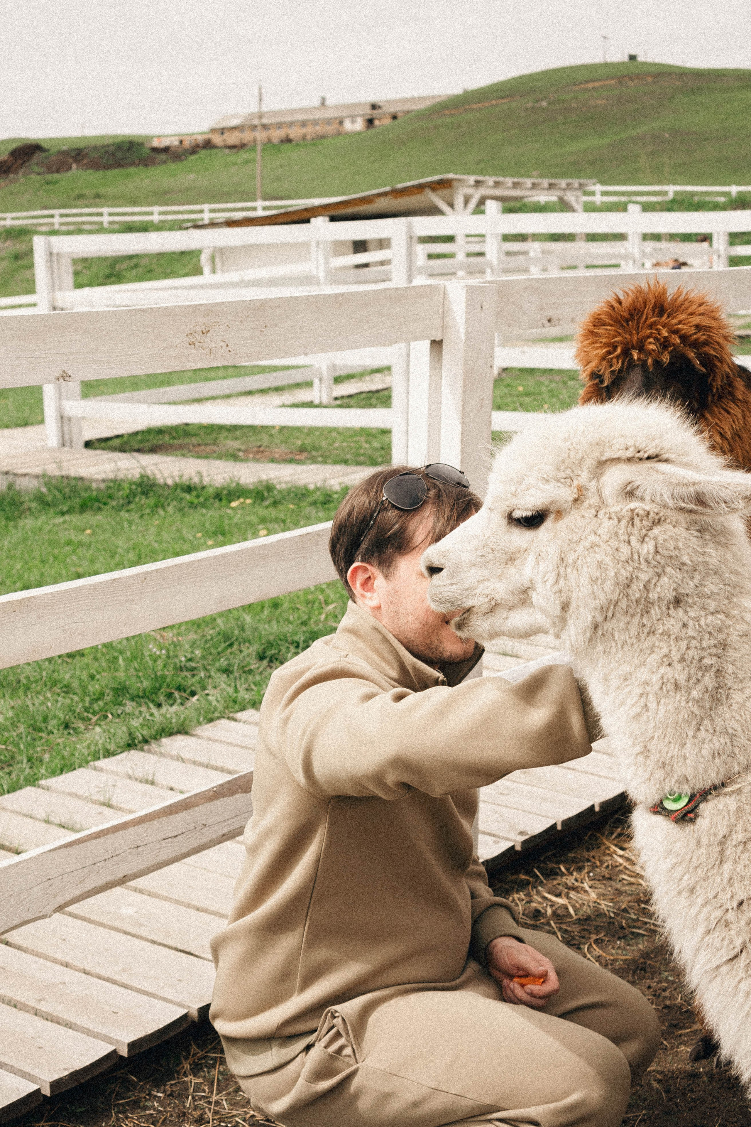 Ферма Альпак. Профессиональный фотограф, Санкт-Петербург — Виктория Богомолова