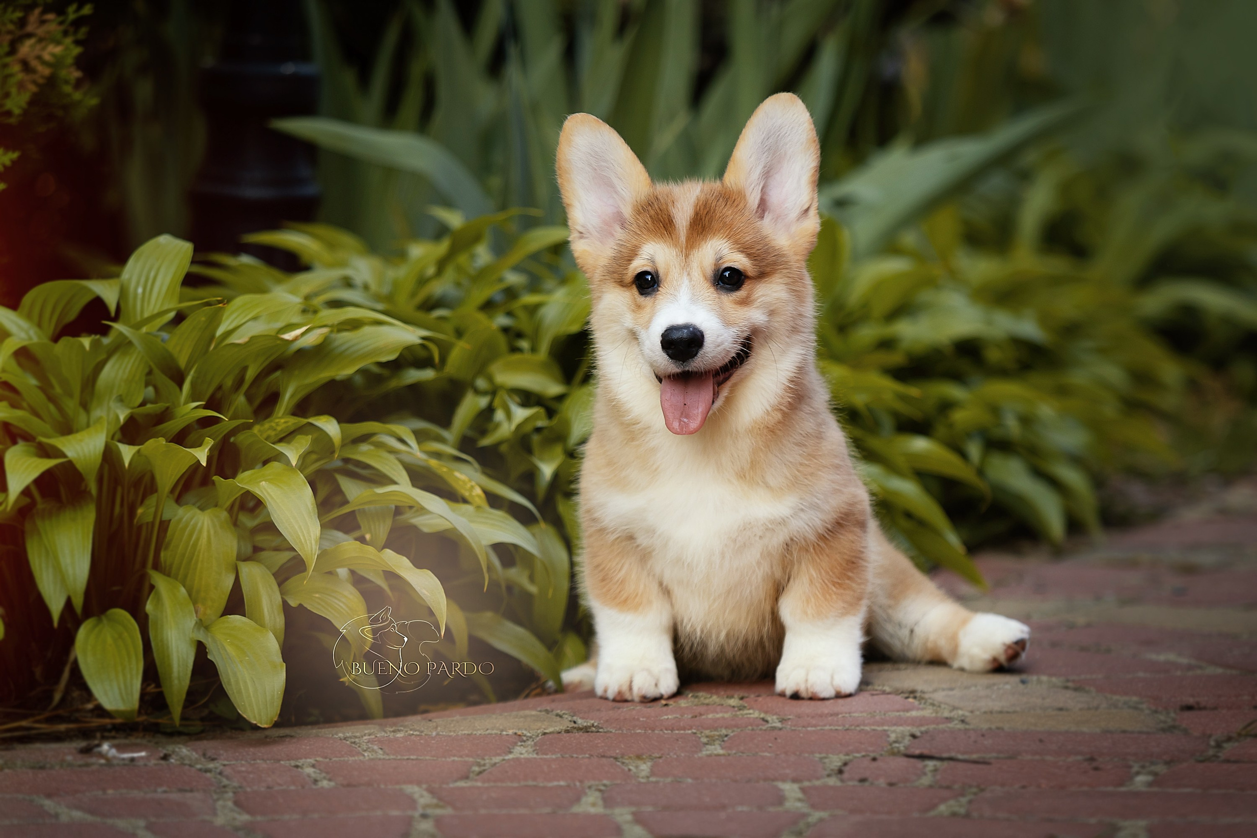 Щенки вельш корги пемброк из питомника. Питомник собак Акита, Хаски, Корги