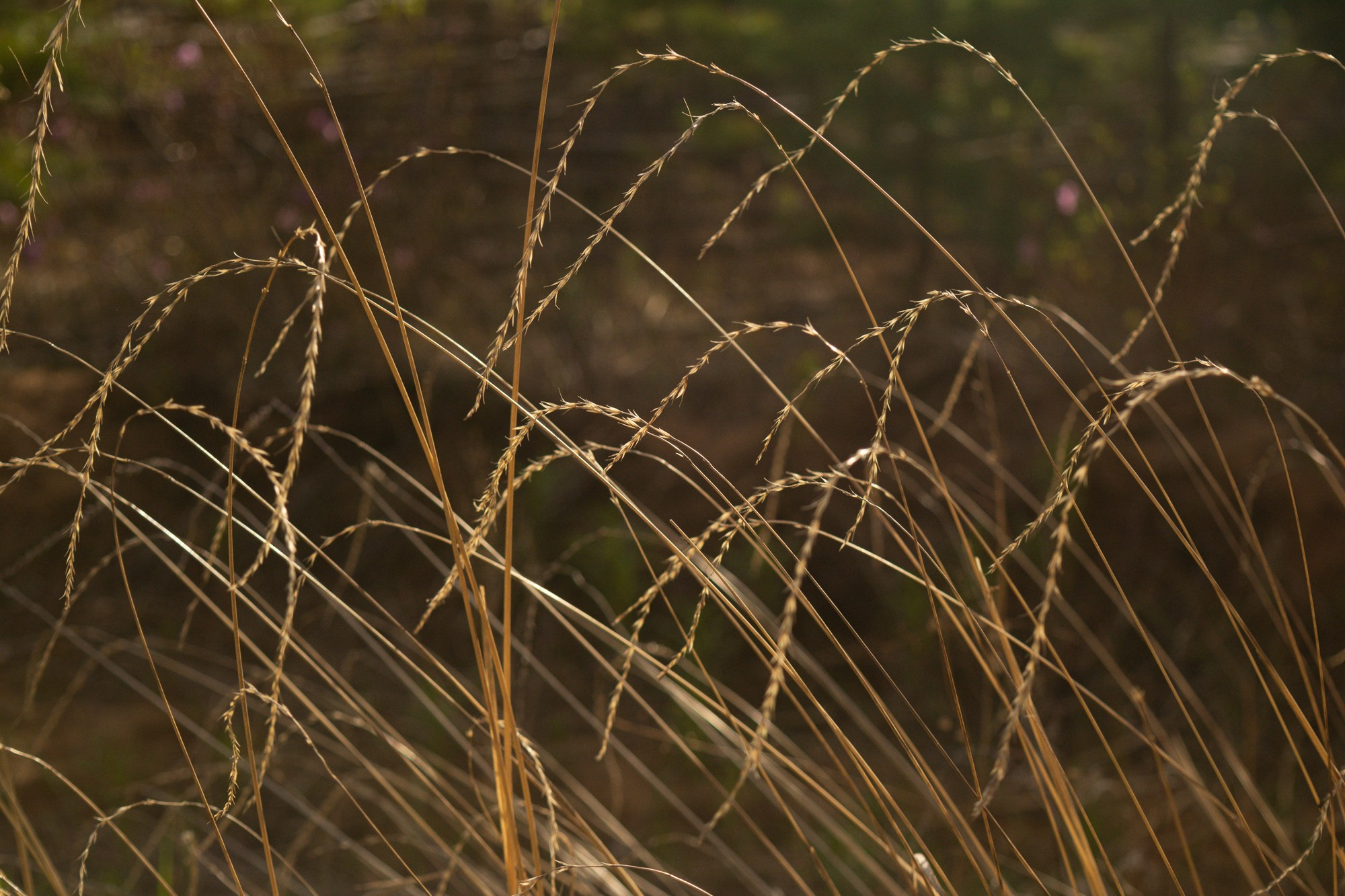 Разное. Репортажный фотограф г. Чита