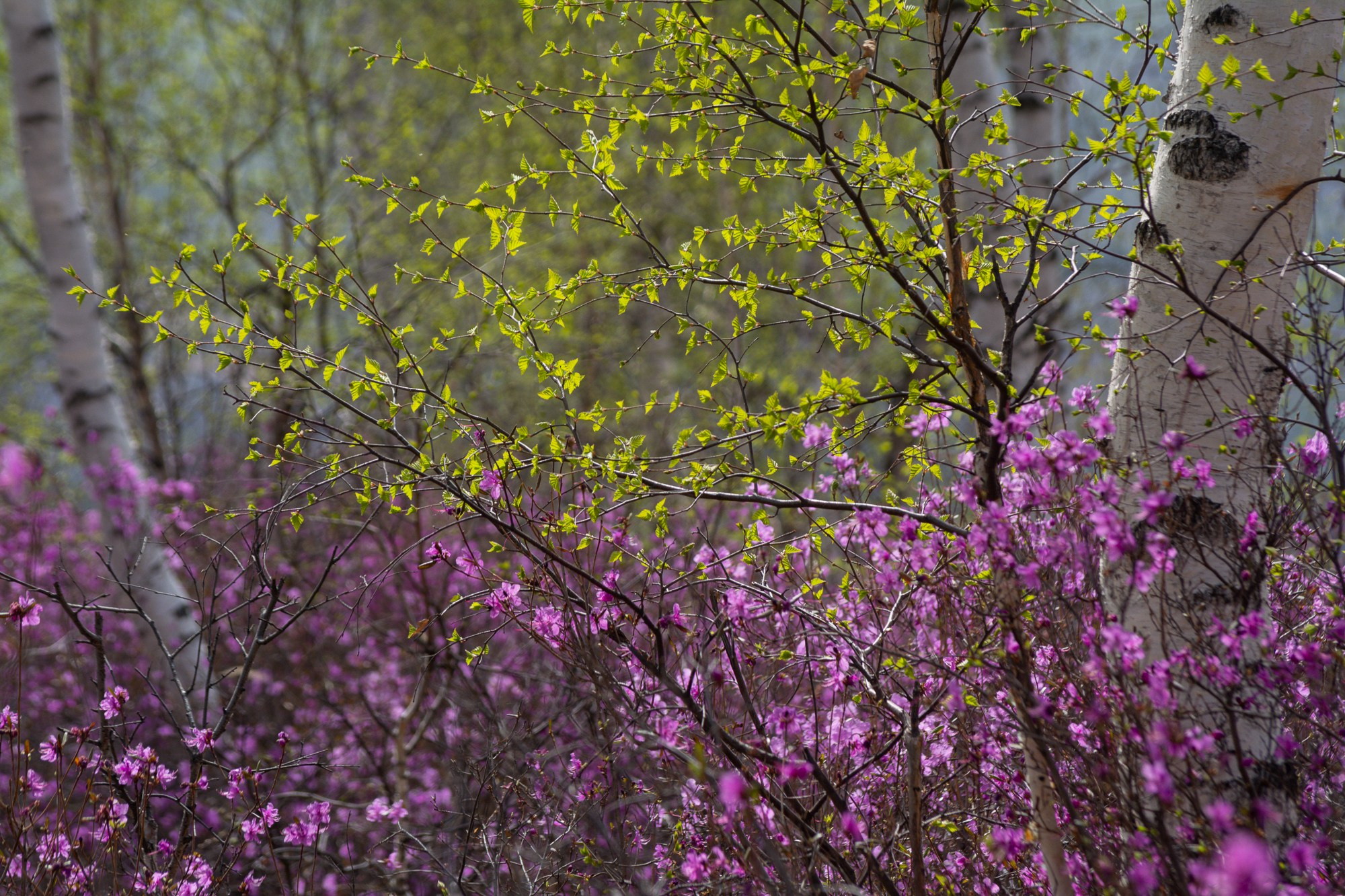 Разное. Репортажный фотограф г. Чита