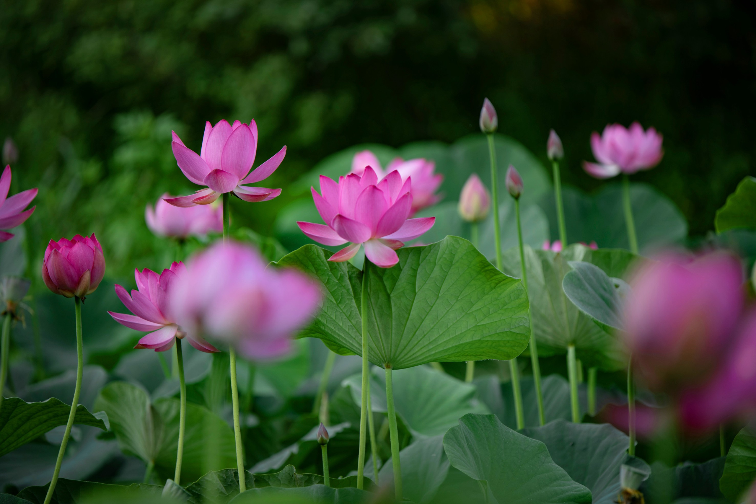 Природа Хабаровского края. Команда фотографов Кристины Ивановой