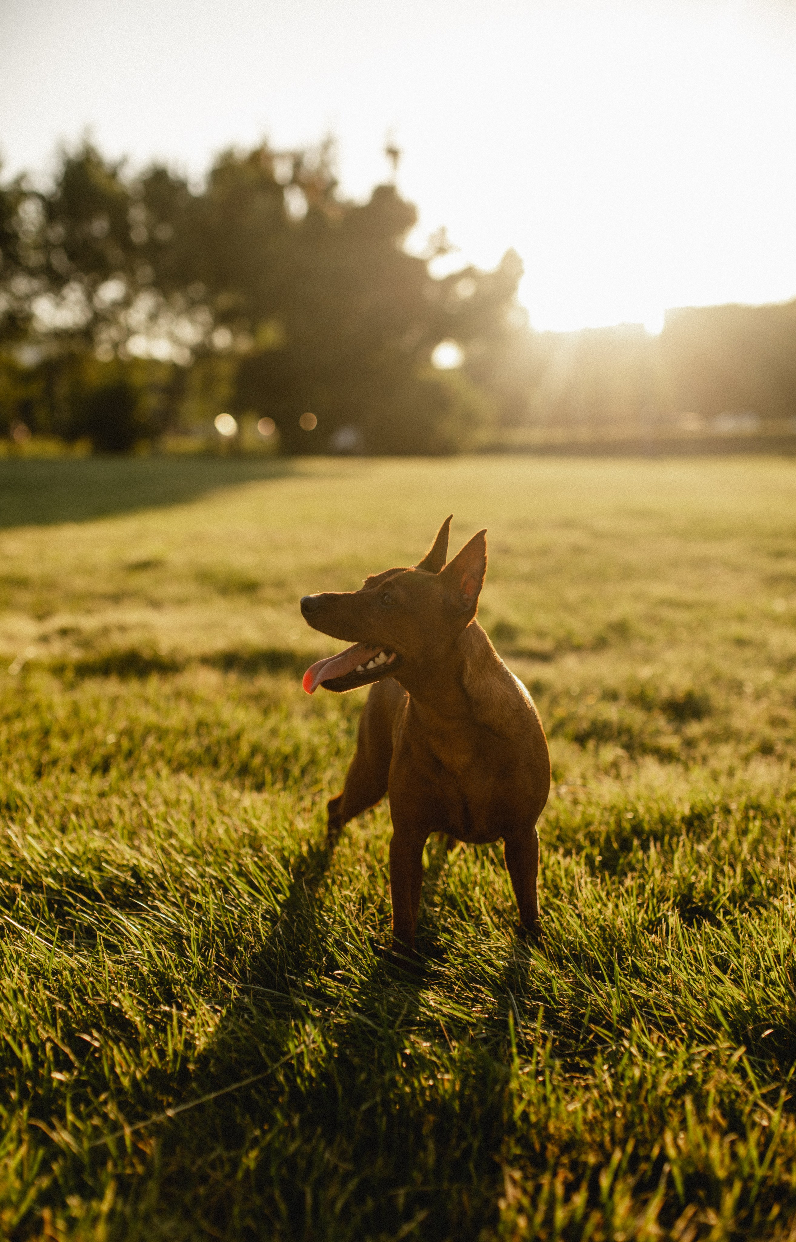 Фотосессия беременности на природе в парке Москвы. Семейная фотосессия Бутово Москва фотограф Алина Морщагина