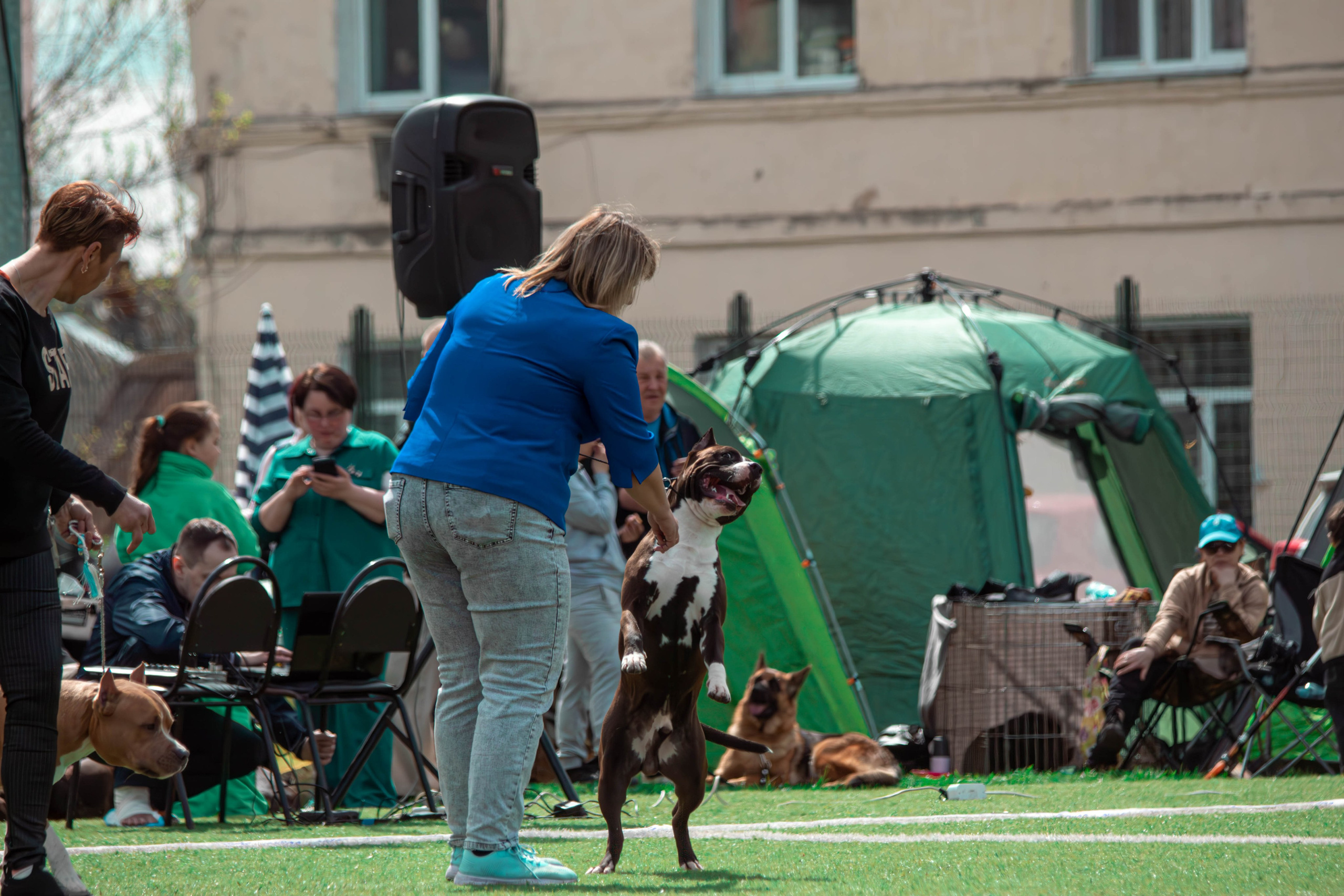 Фотограф анималист для выставки собак в Туле. Фотограф анималист — Тула, Москва