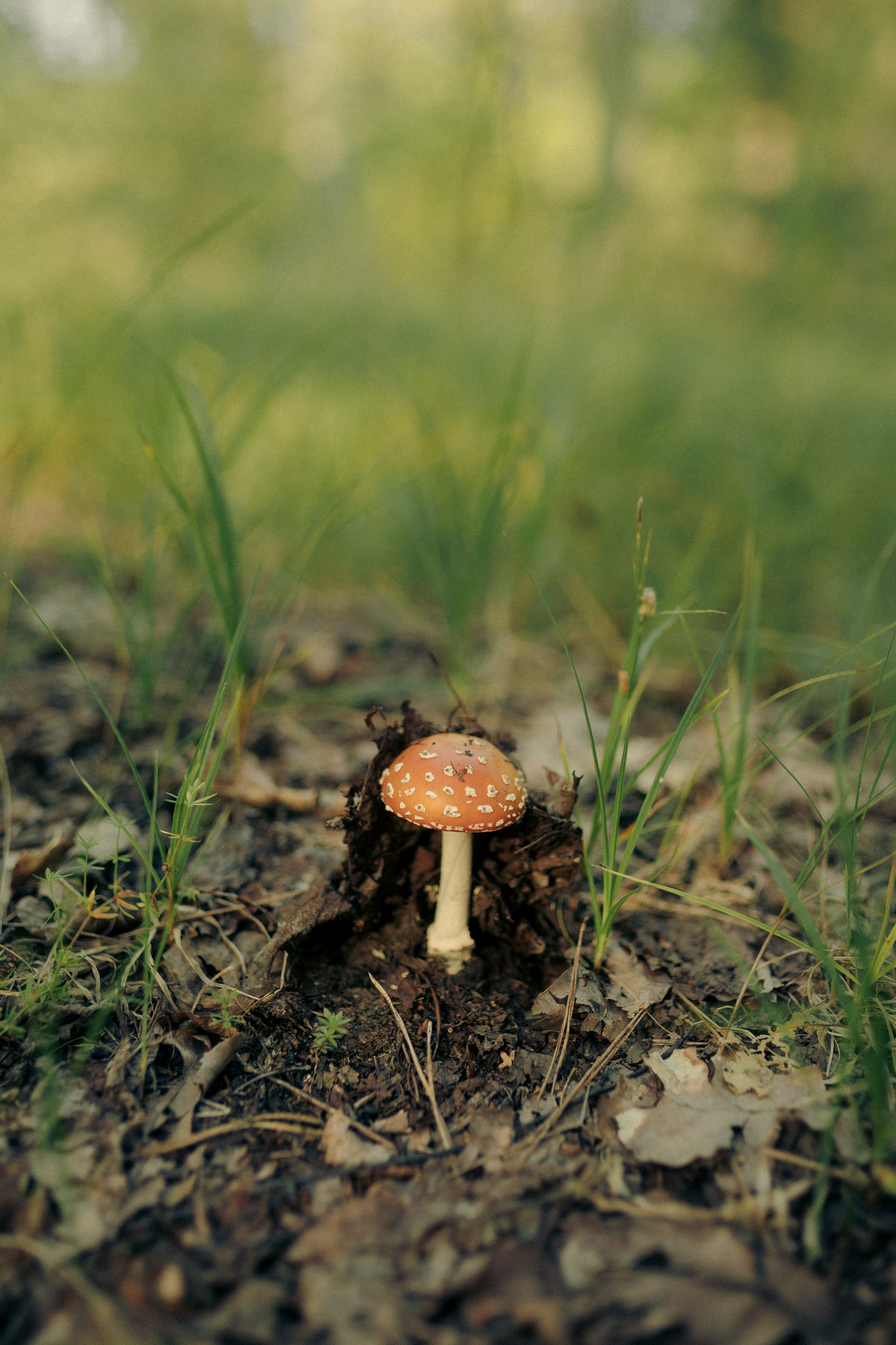 Прогулка по лесу на велосипедах. Свадебный фотограф Казань