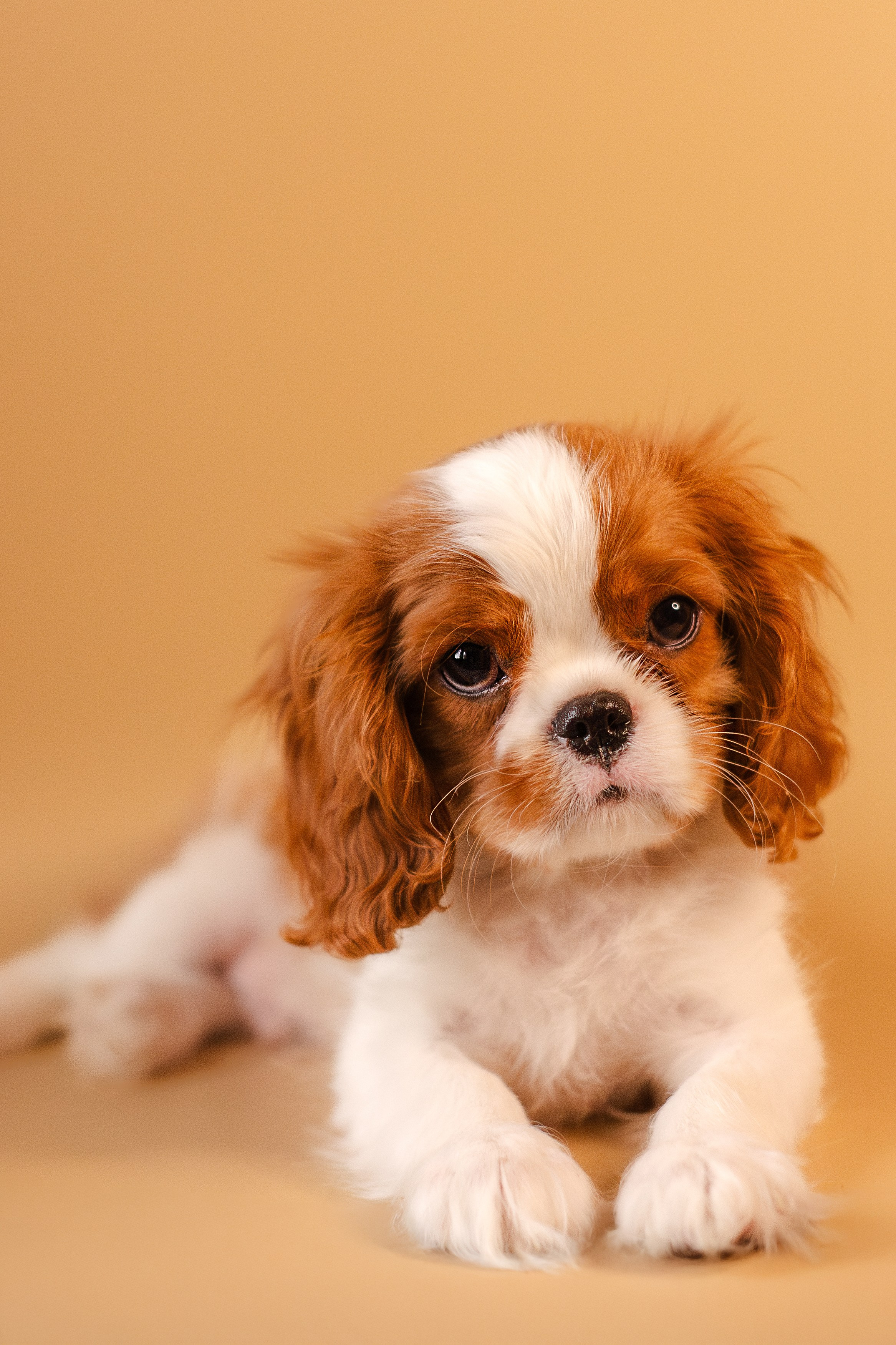 Жанна и кавалеры. Фотограф-анималист Мария Баркевич | Москва