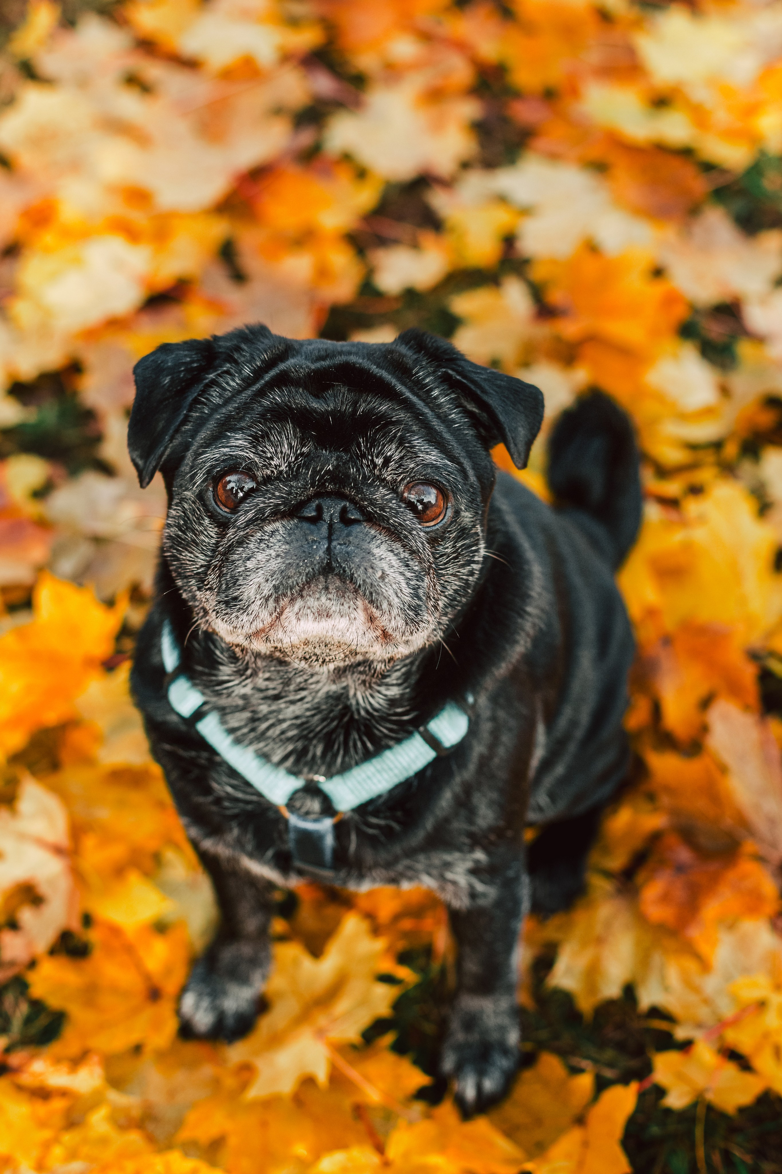 Оля, Харви, Луис. Фотограф-анималист Татьяна Степанова