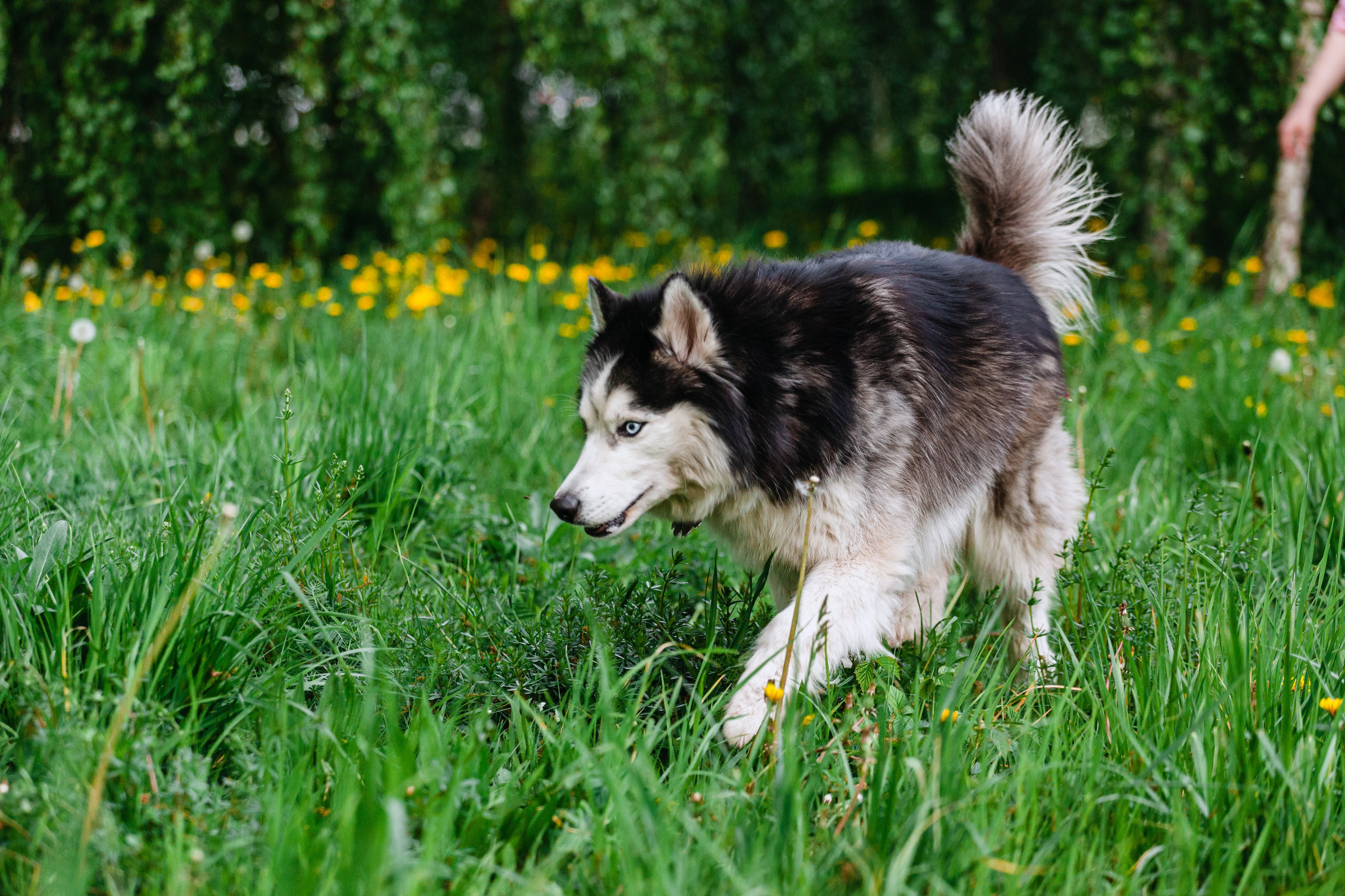 Семейная экспресс фотосессия в рамках фотодня. Фотограф-анималист Татьяна Степанова