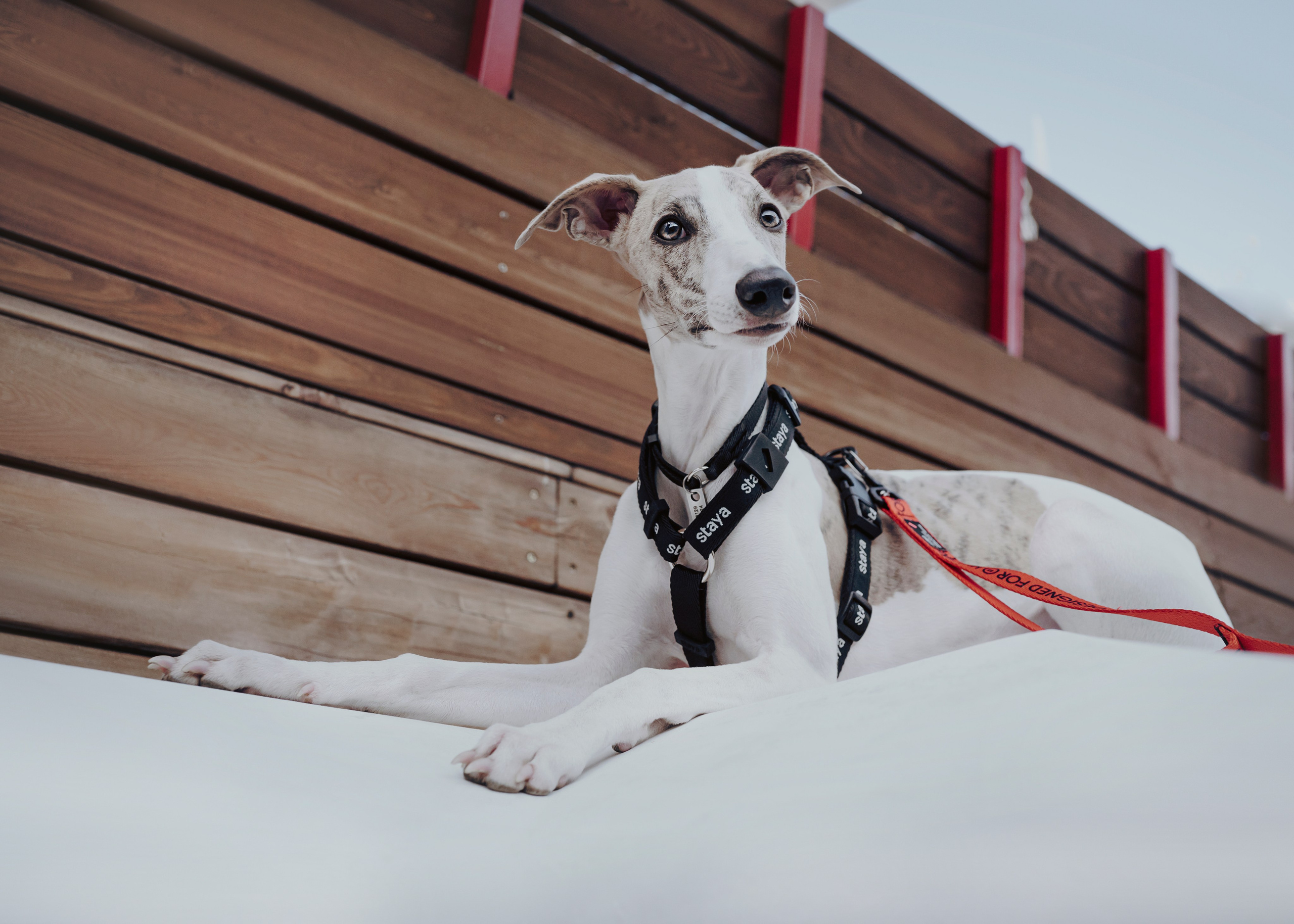 Ветка. Фотограф- анималист Александра Матвеева