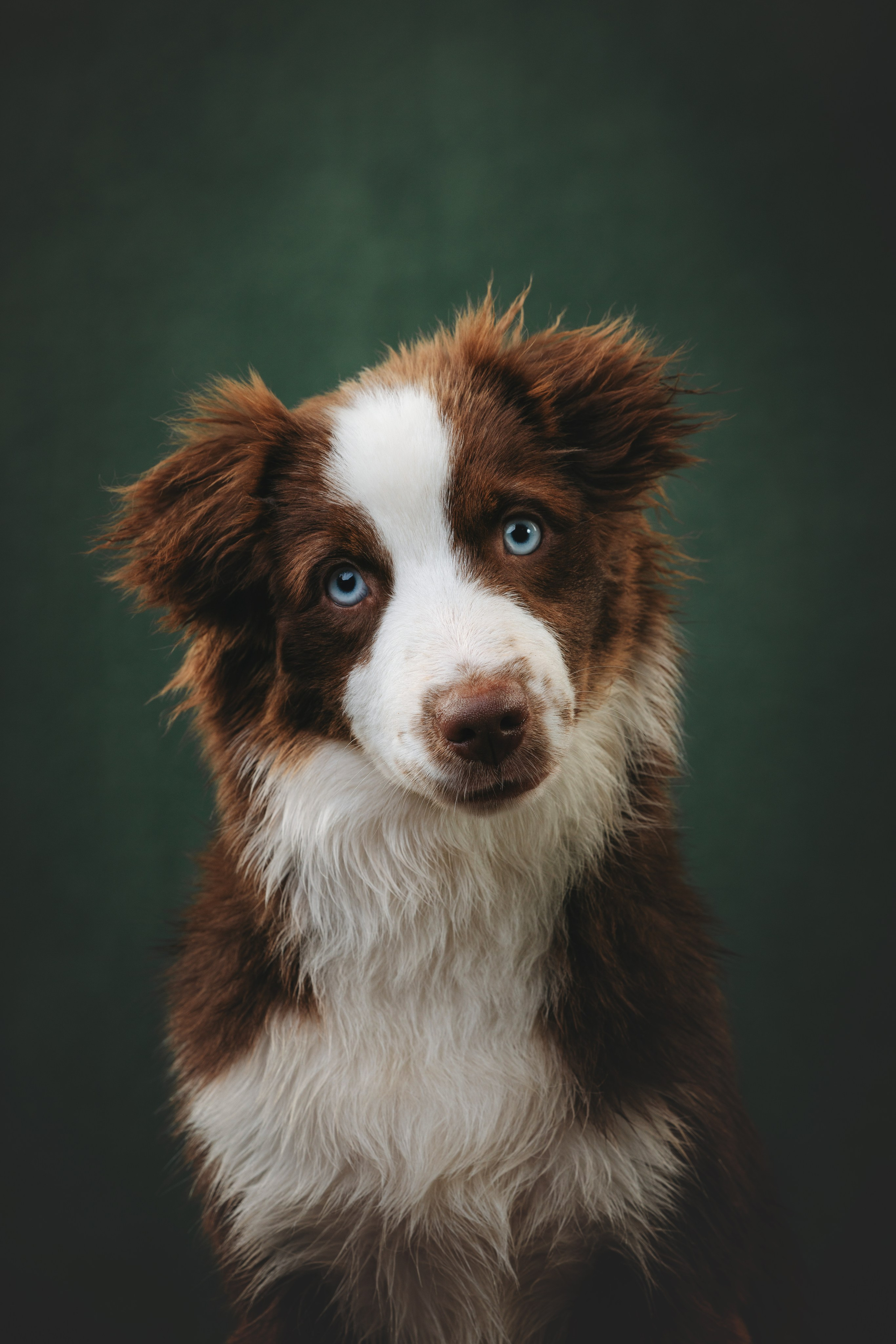 Миниаусси Дайс. Фотограф анималист Осипчикова Мария