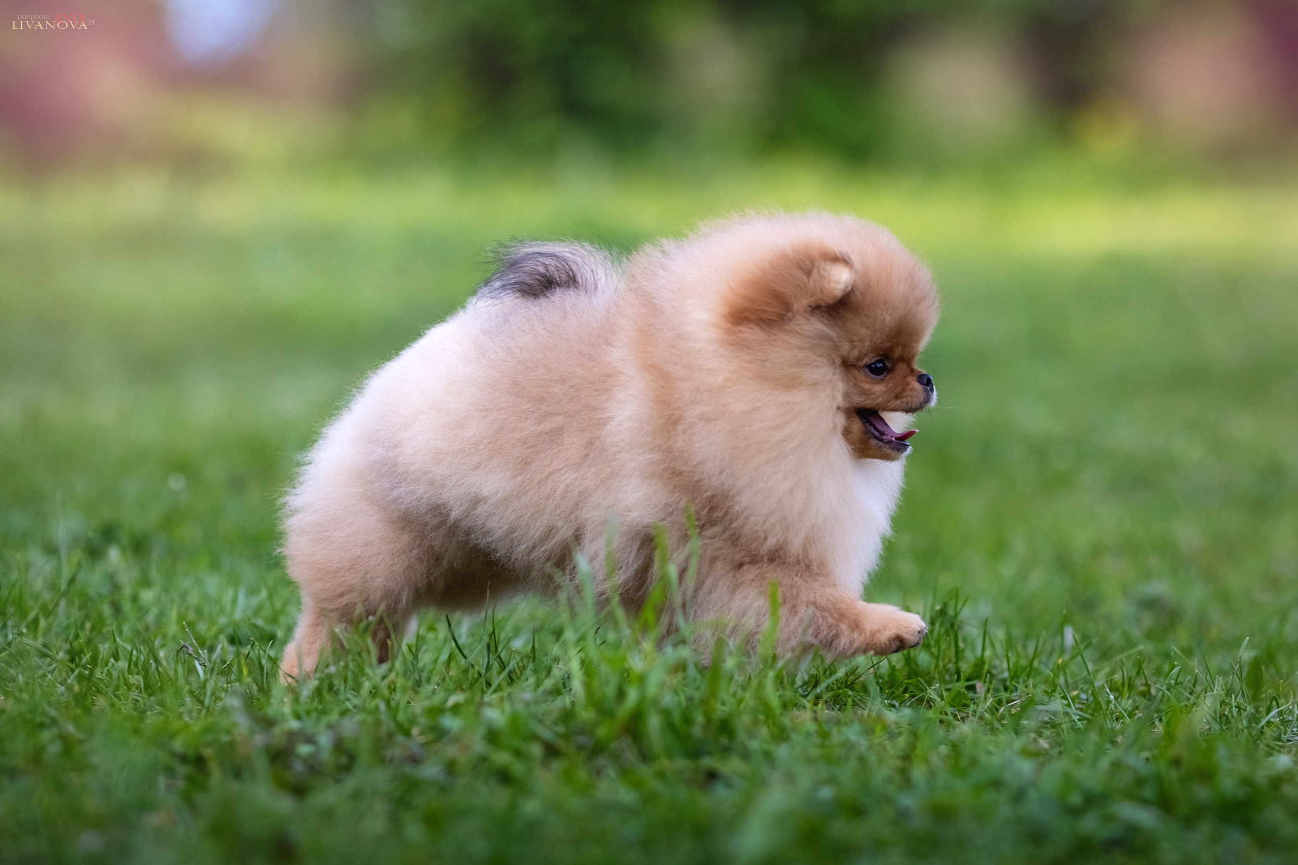 Шпицы. Фотограф анималист Аня Ливанова | Рыбинск